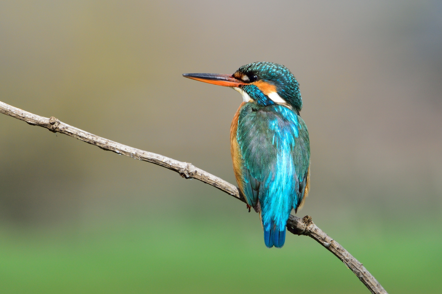 Kingfisher - female