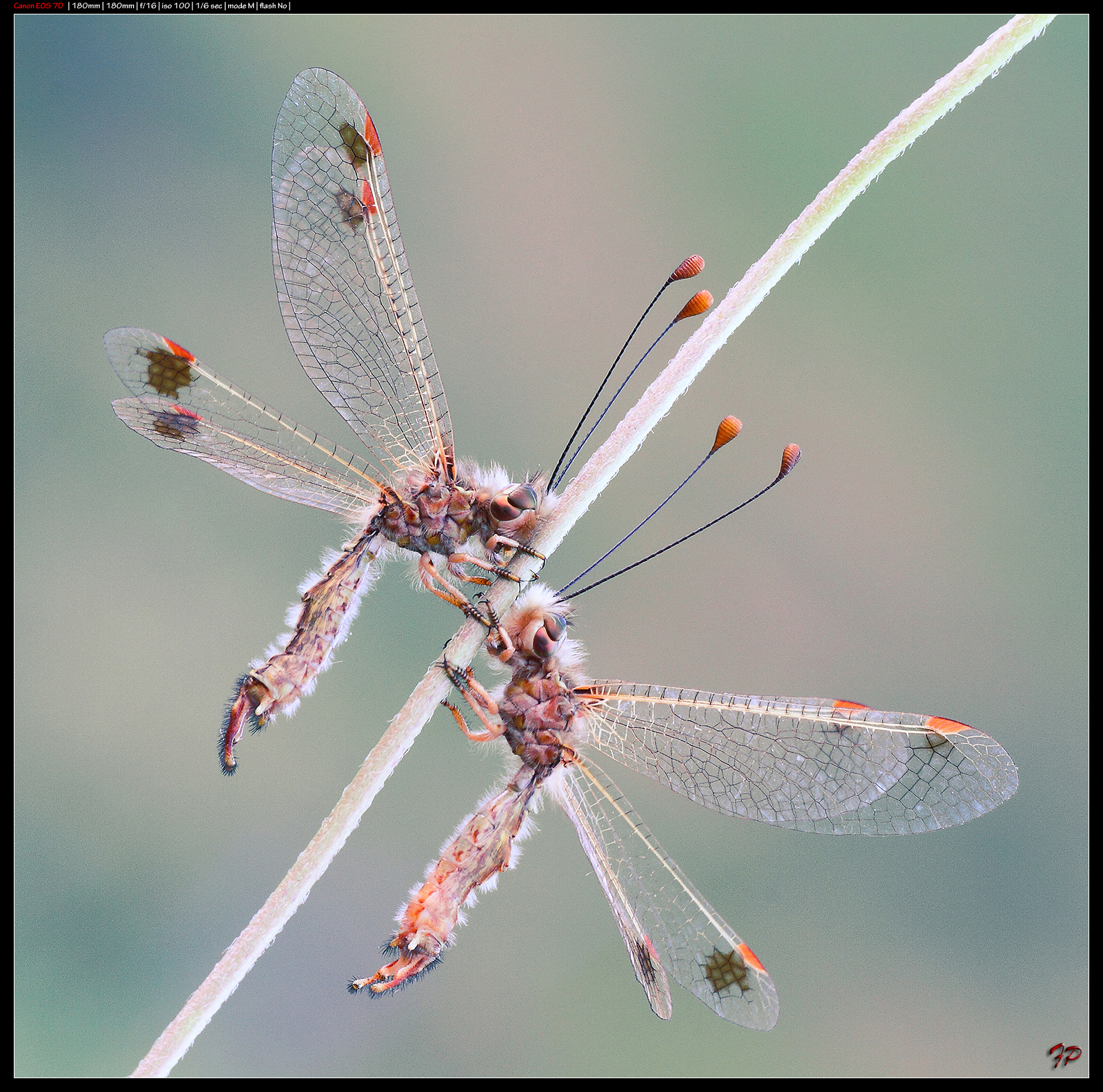 Deleproctophylla australis