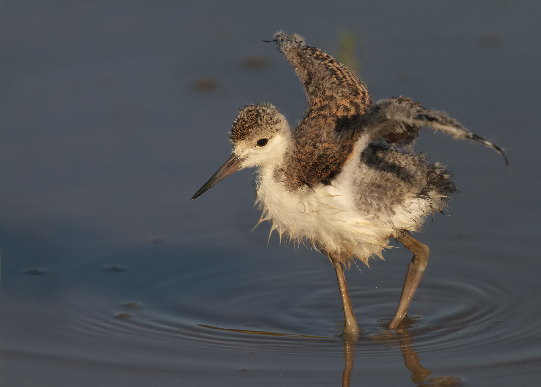 piccoli pulli crescono...