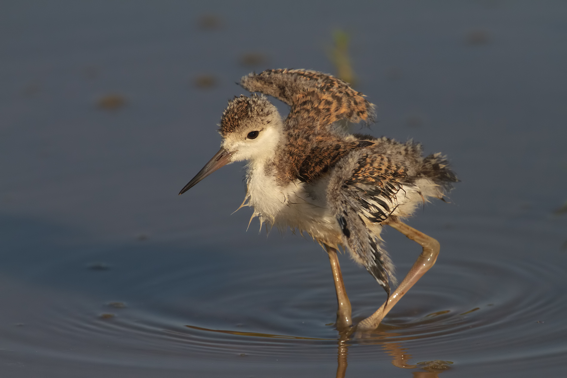 piccoli pulli crescono...2