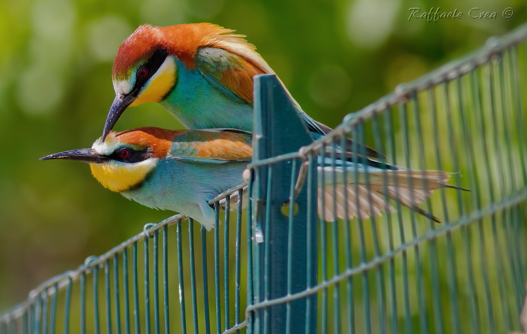 Gruccioni .Accoppiamento