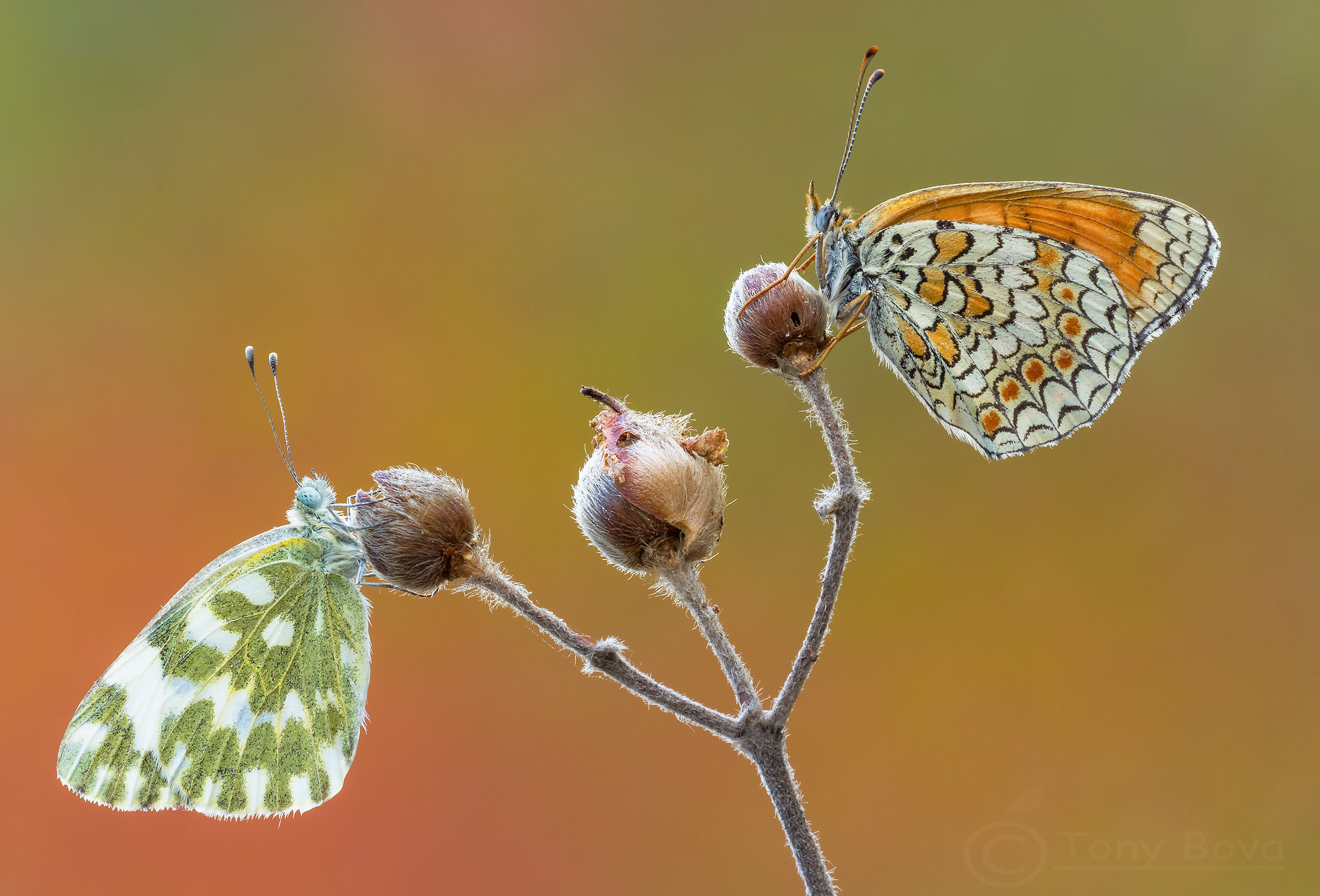 Two and 'better than a ...