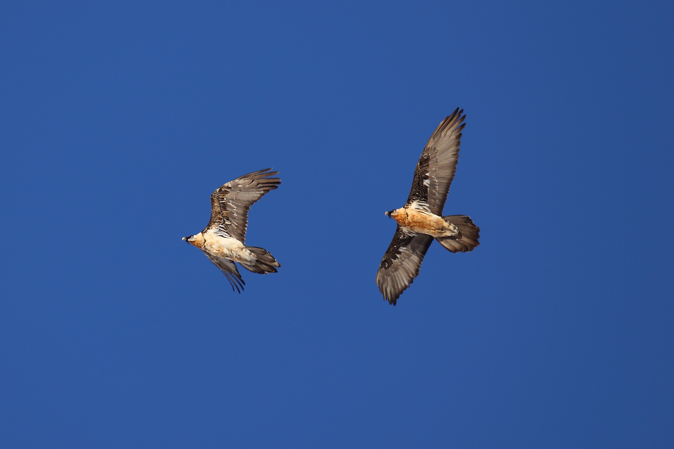 Quarrel between vultures