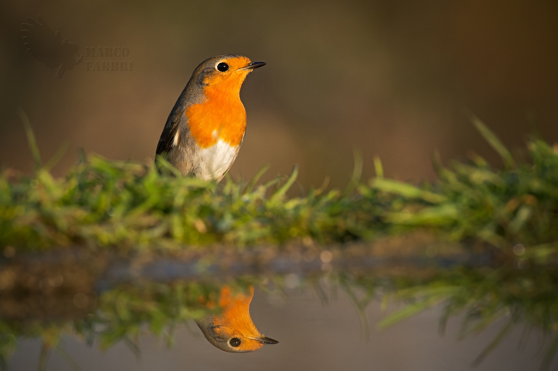 Robin