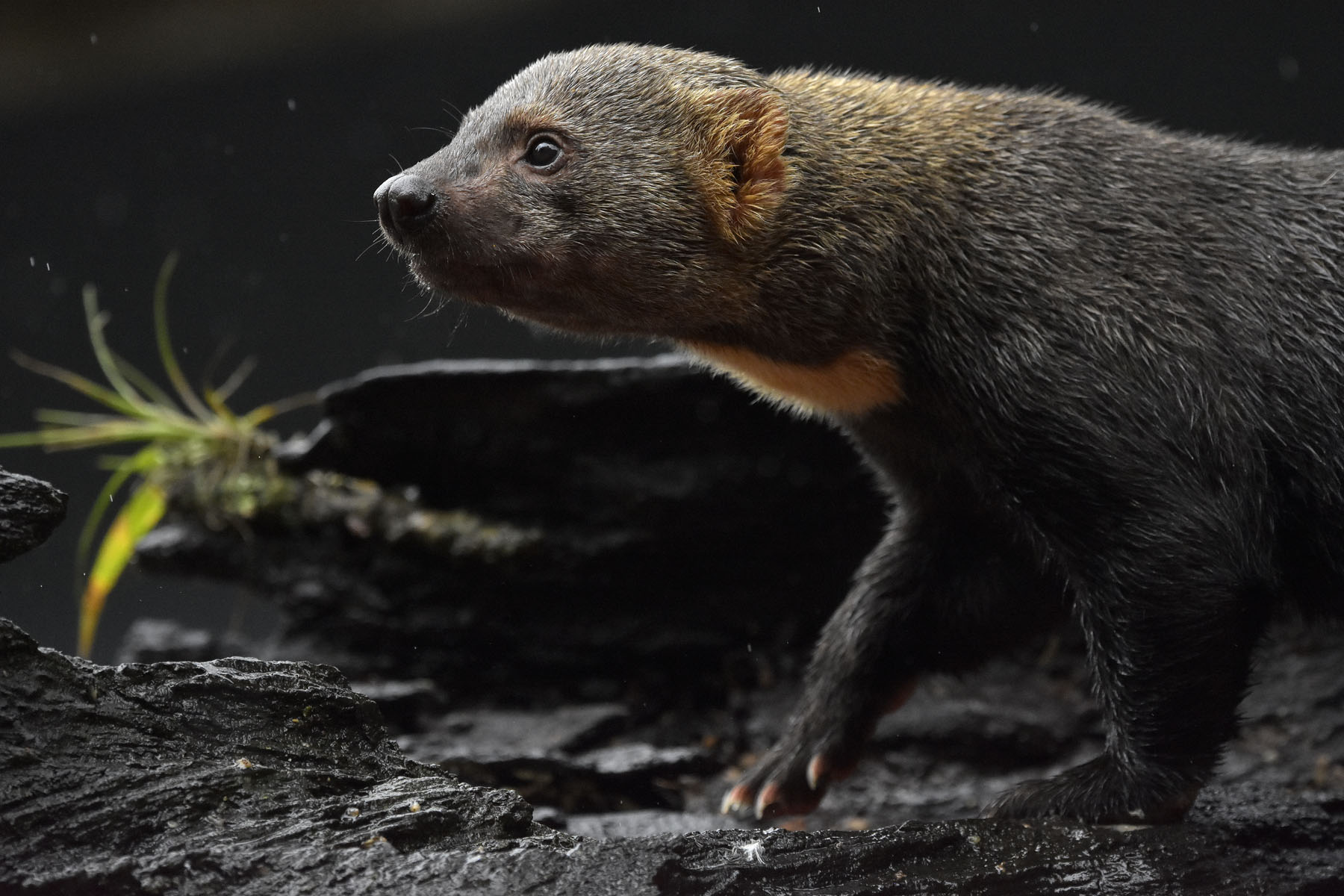 Tayra (Eira barbara)