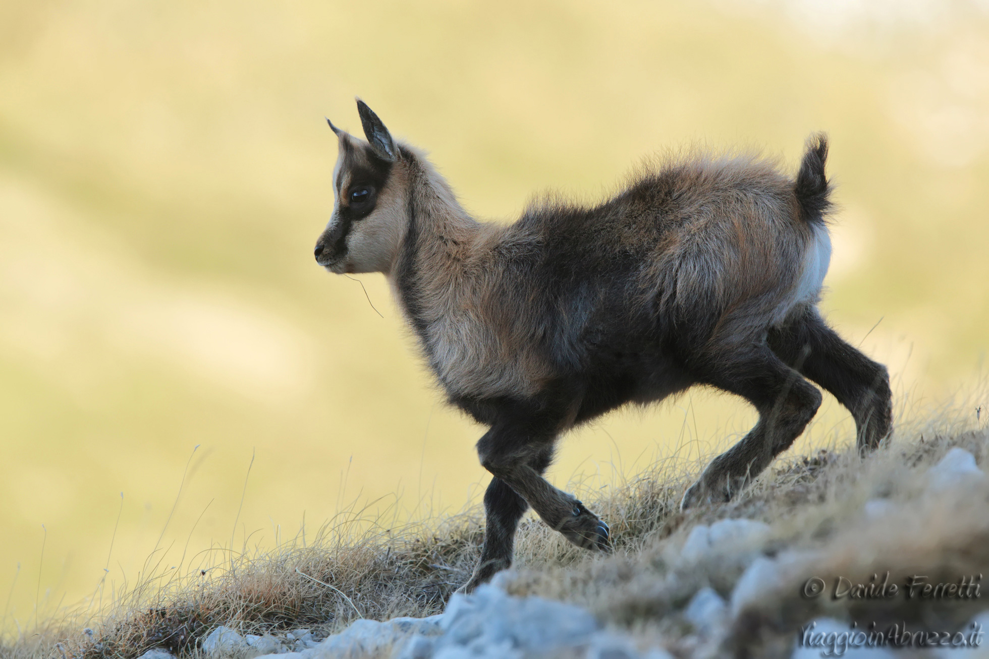 Giovane camoscio