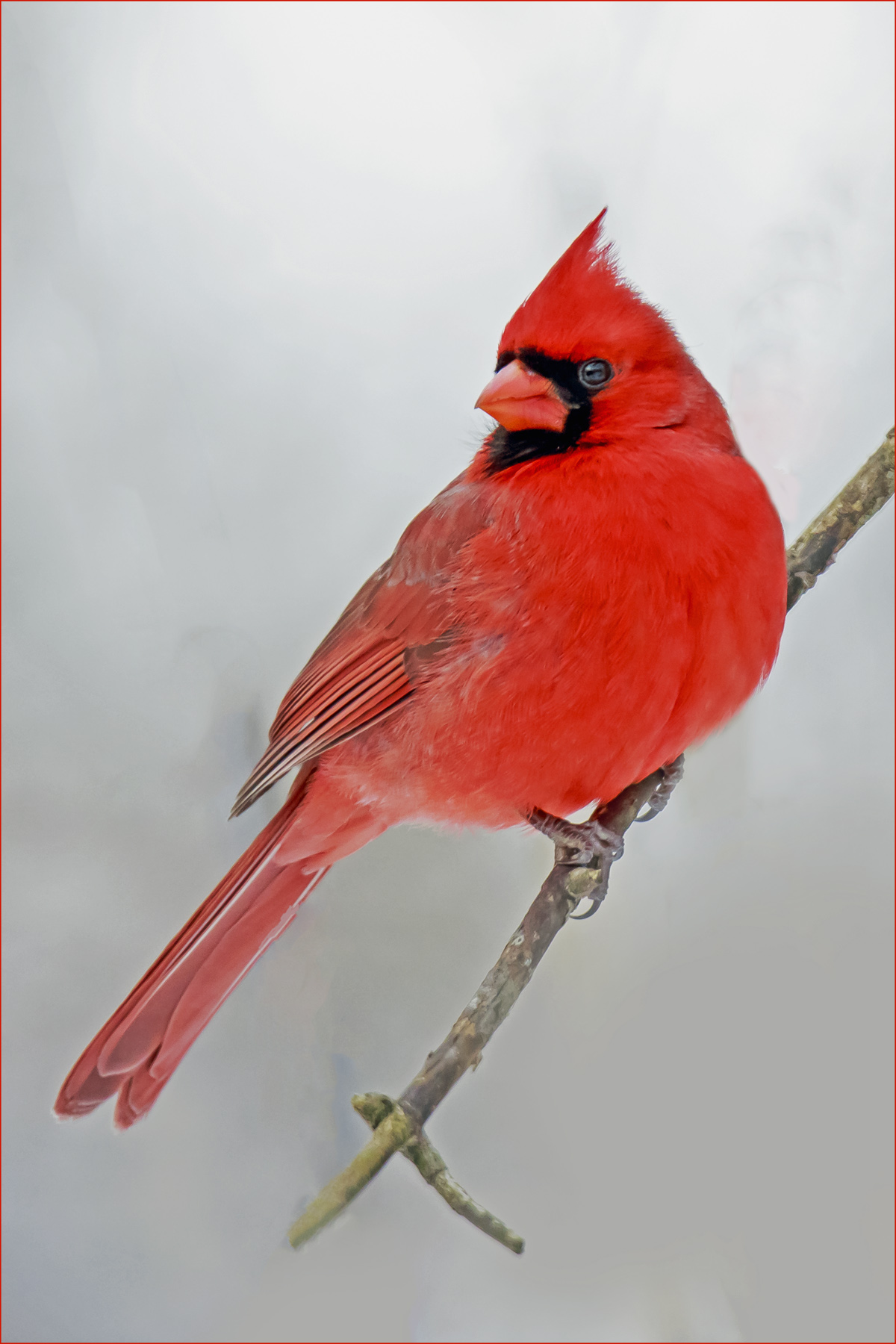 Nord Cardinale maschio