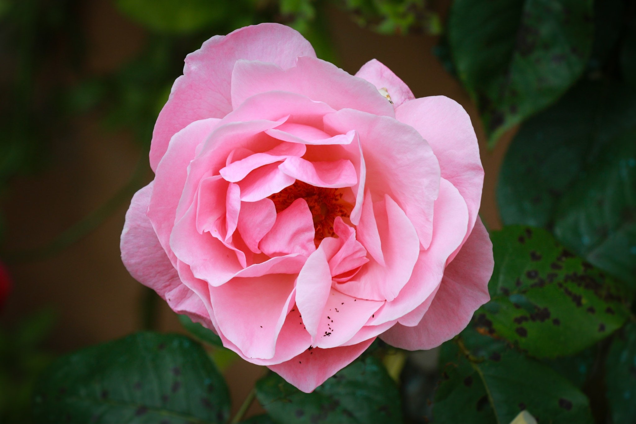 Rosa in name and in fact