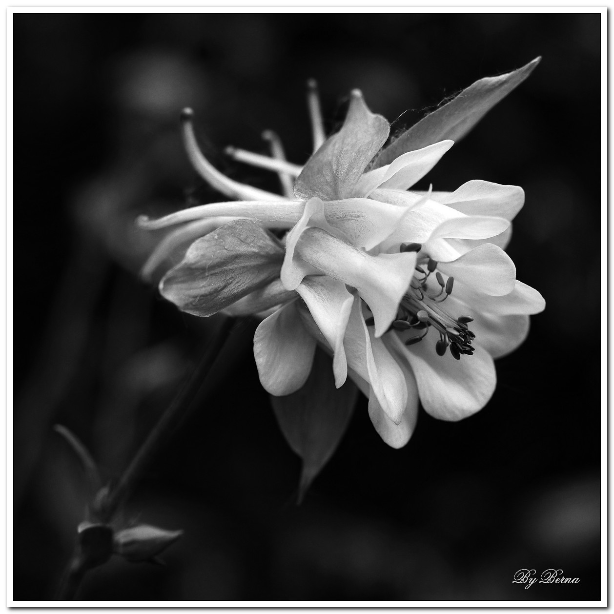 Aquilegia