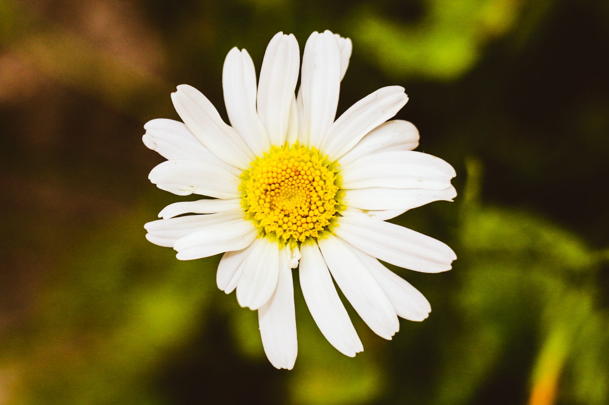 Daisy