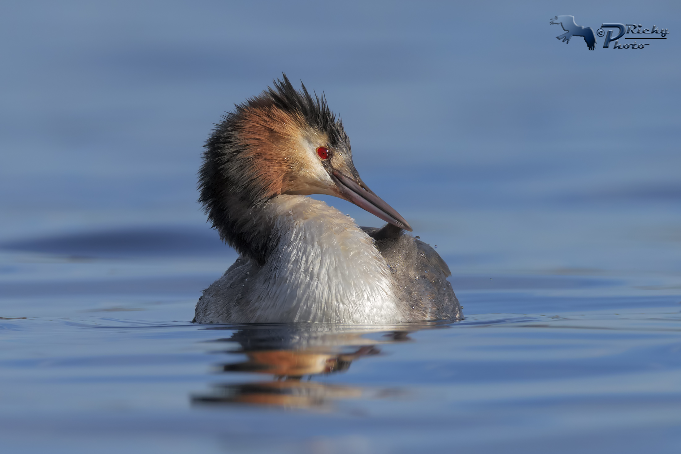Un aggiustatina al piumaggio