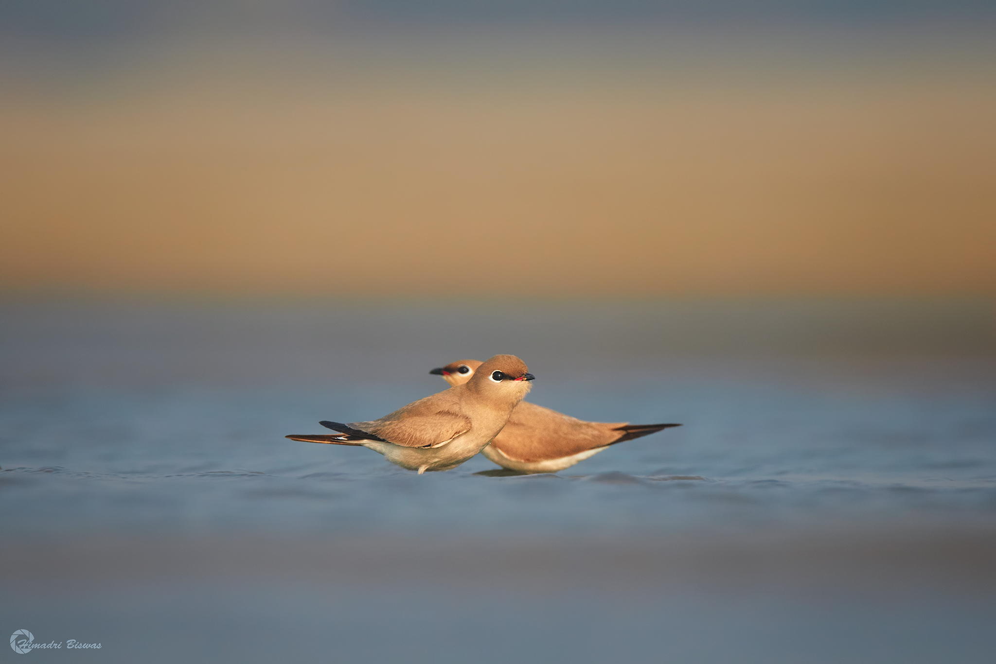 Small pratincole pair