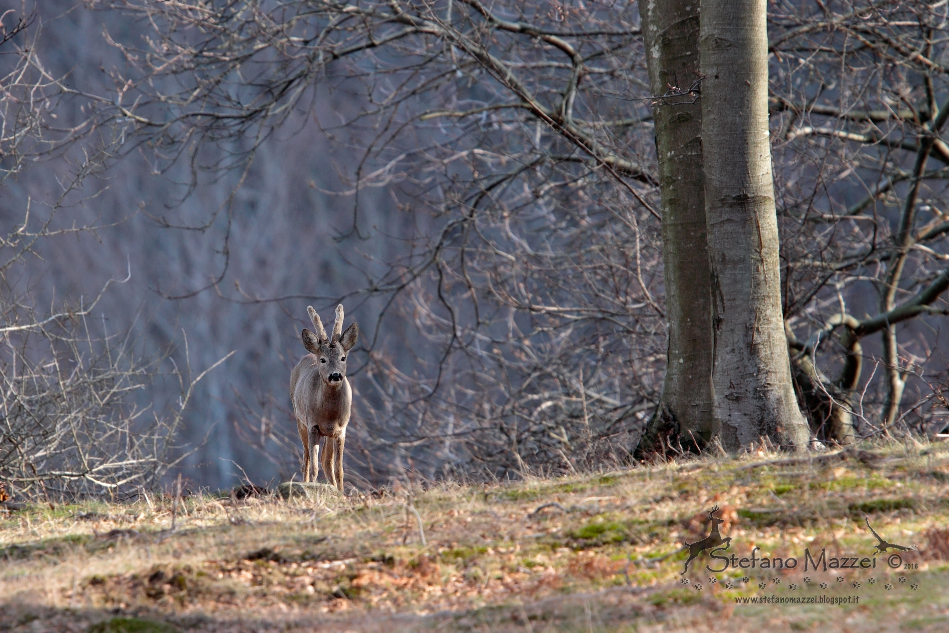Capriolo maschio ...