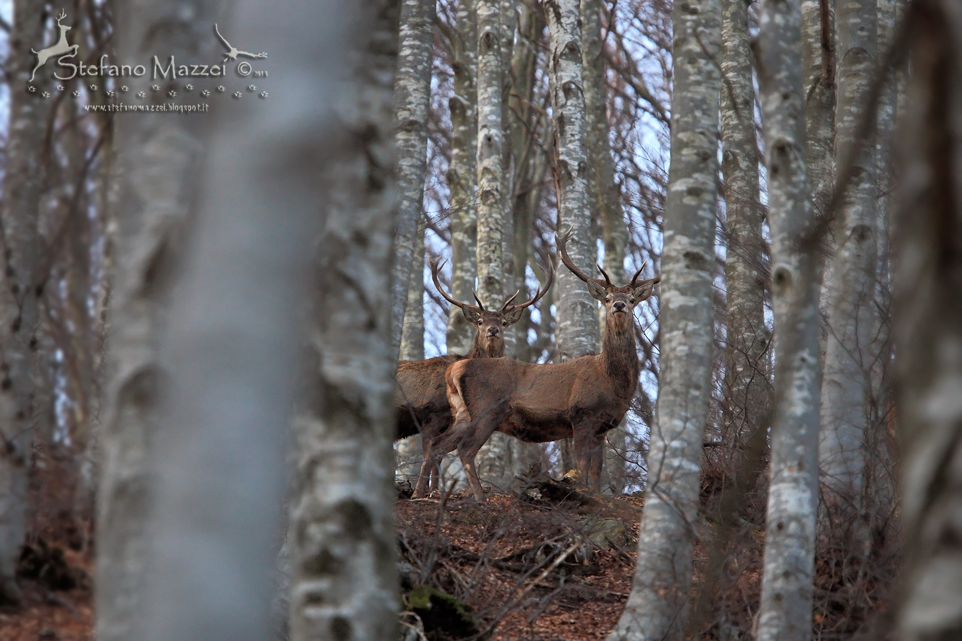 Sentirsi osservato ...