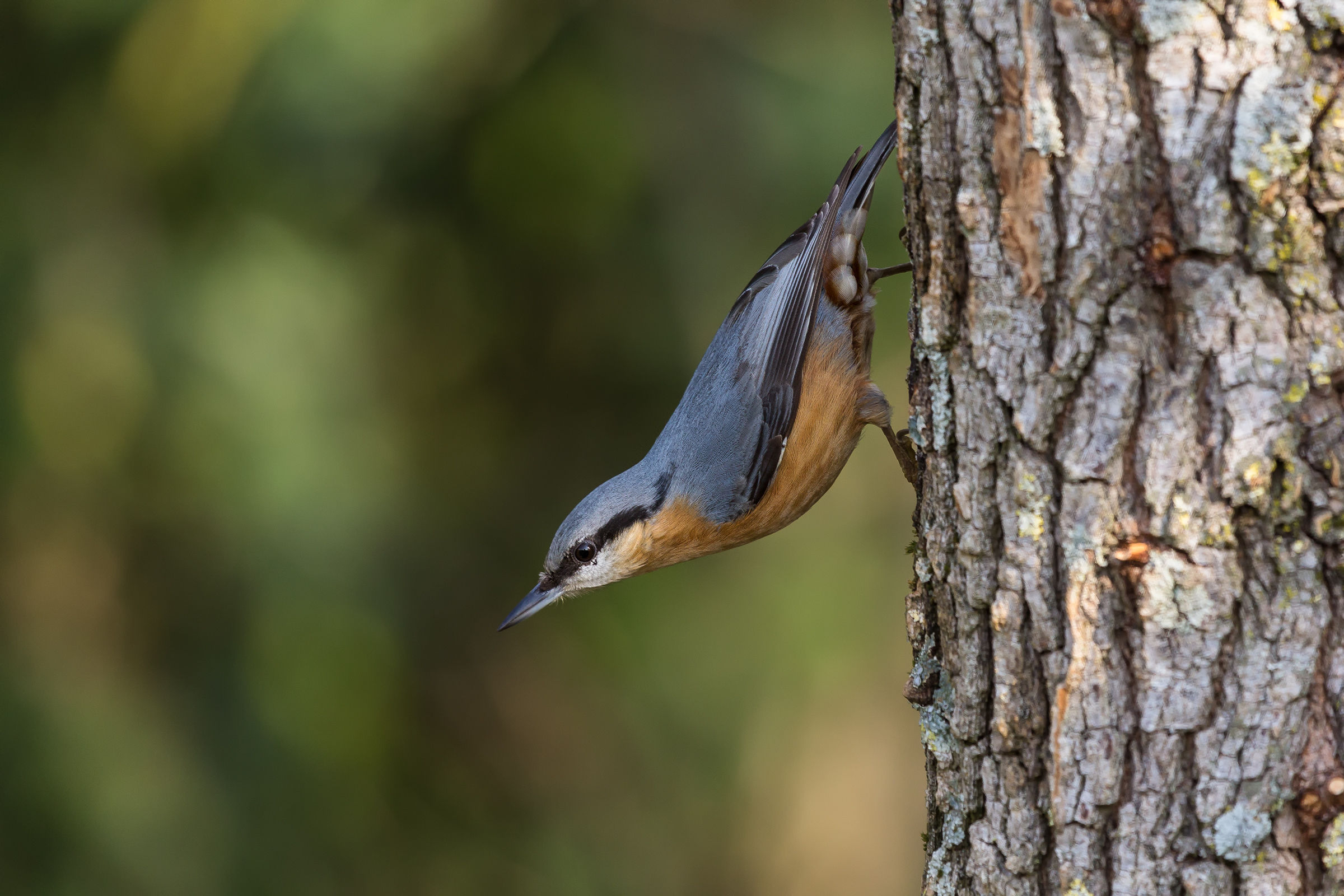 nuthatch