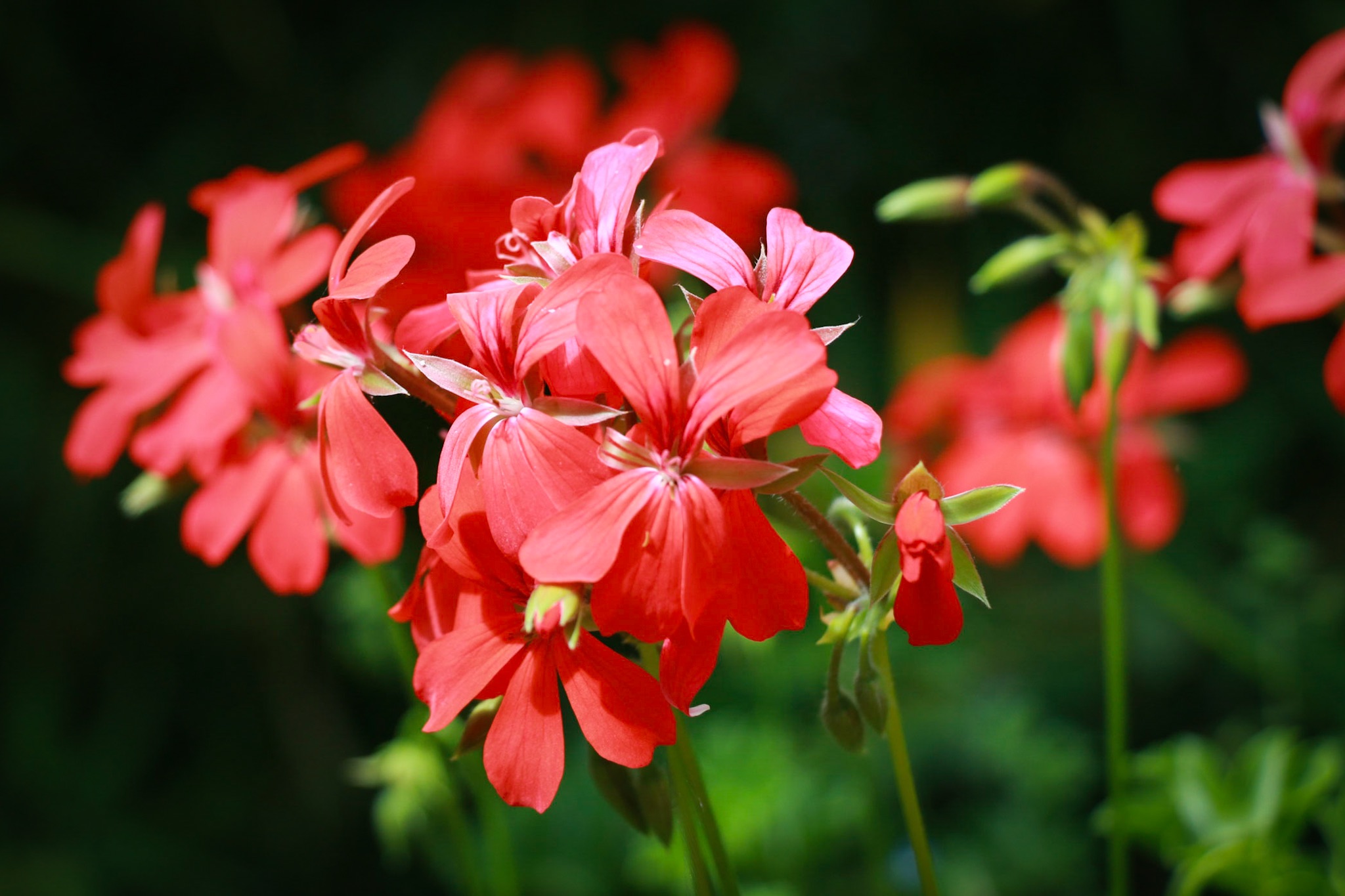 Geranium