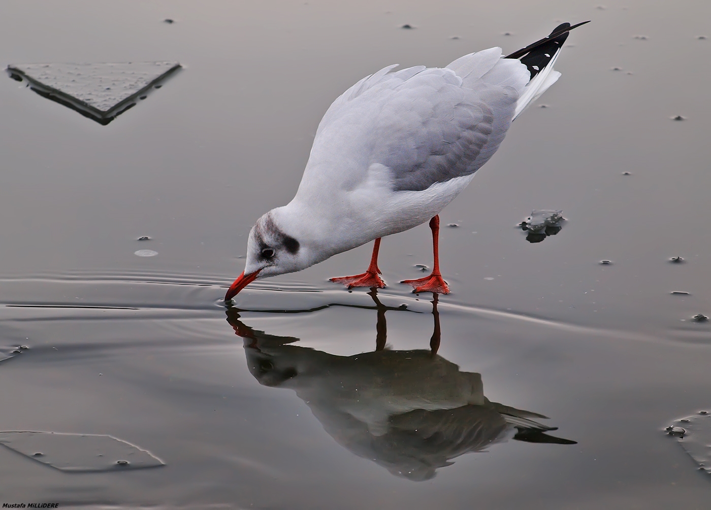 Black-headed Gull ...