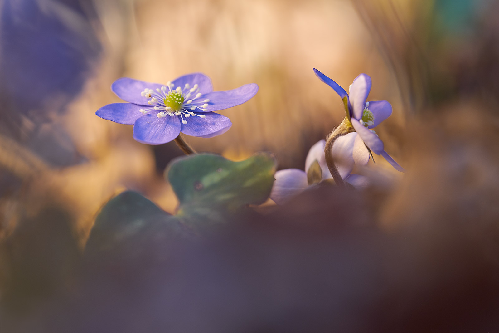 Hepatica nobilis