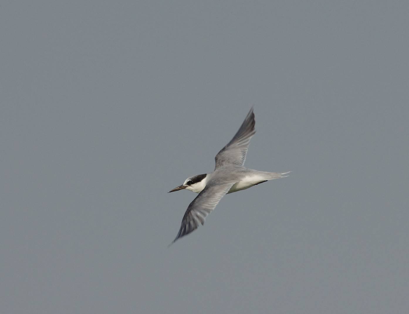 Little Tern