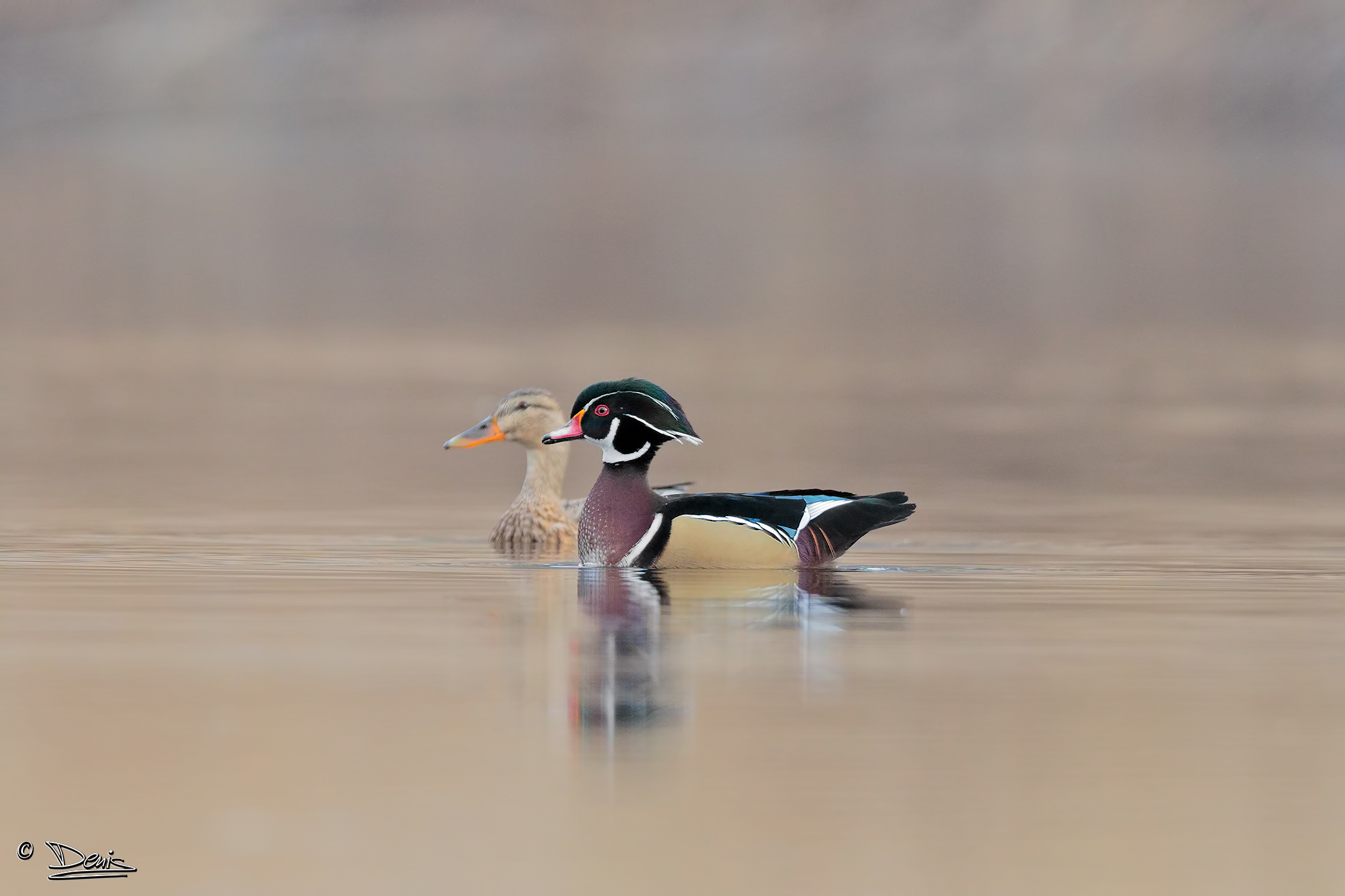 Duck bride and female Mallard