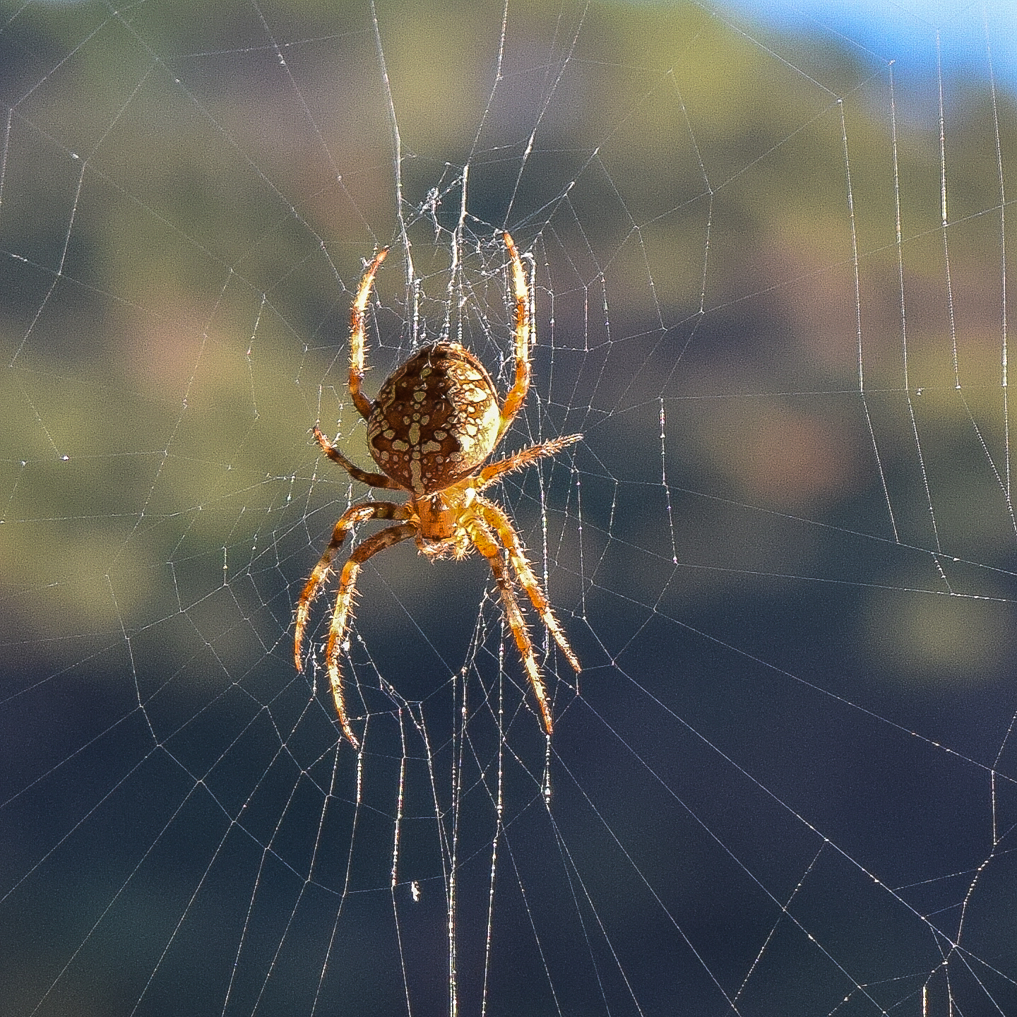 The web of a spider's architectural expression