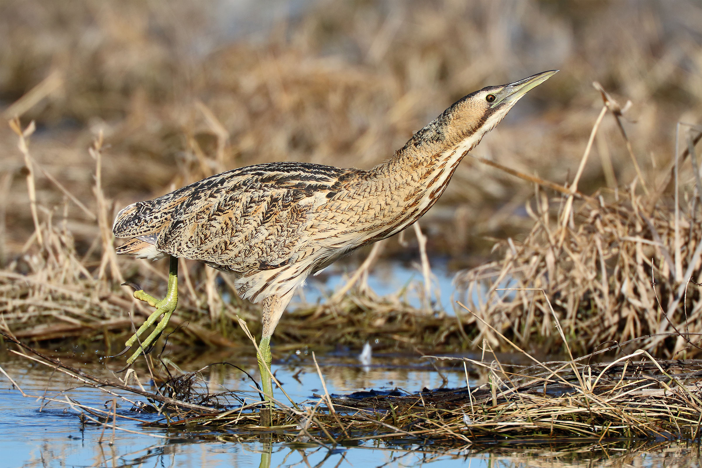 Bittern