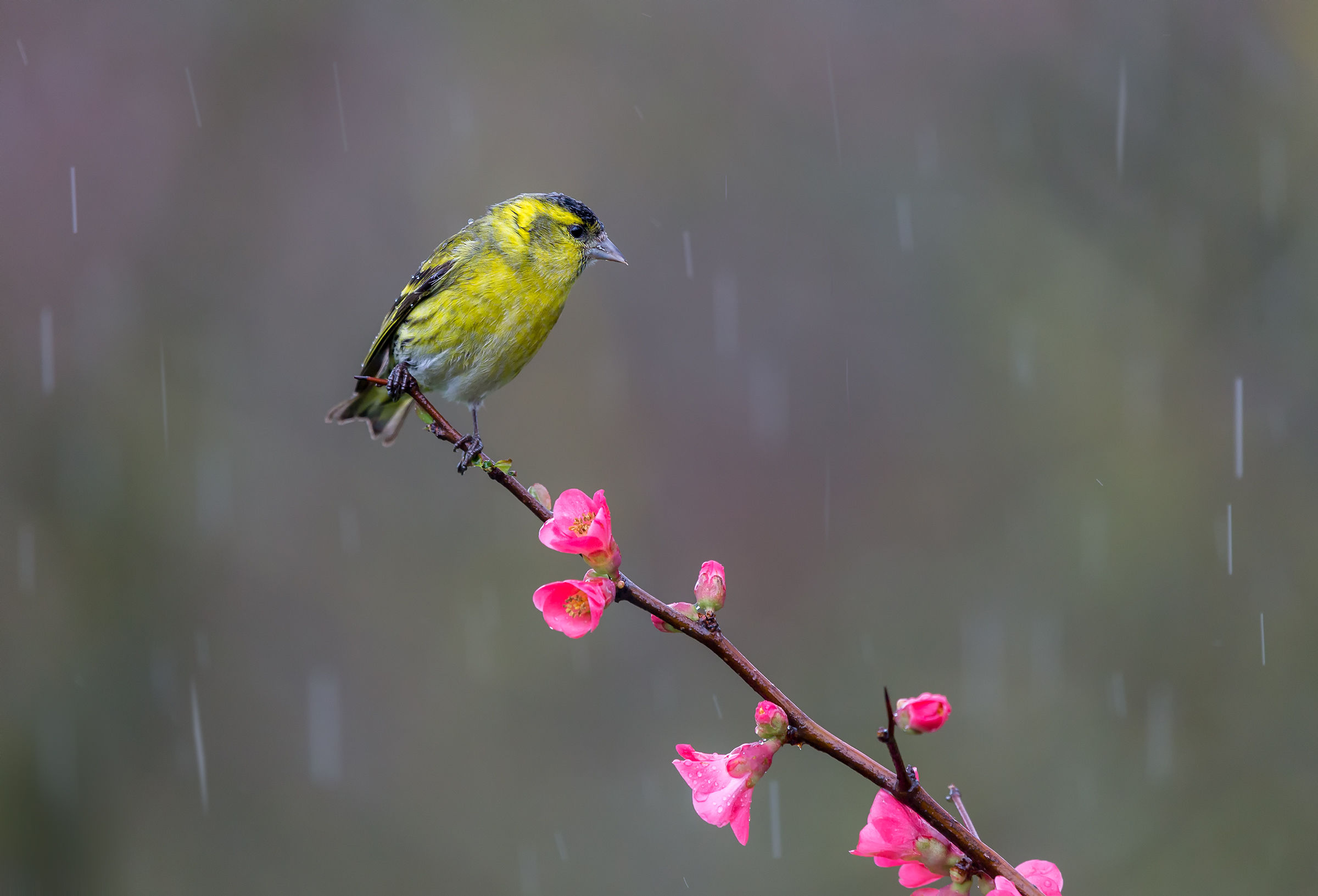 Lucherino giornata piovosa