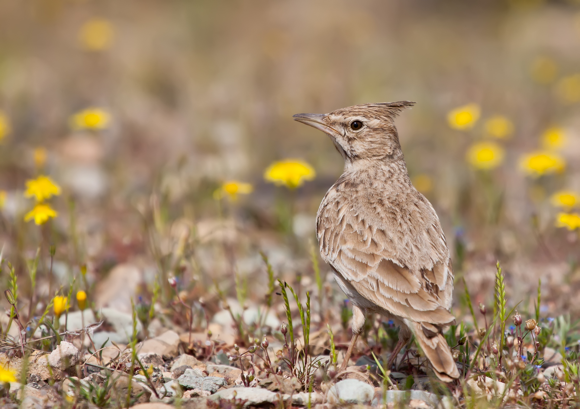 Crested Lark