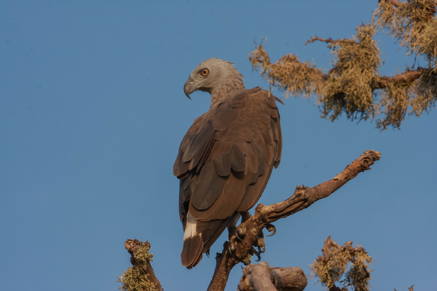 Grey Headed Fish Eagle