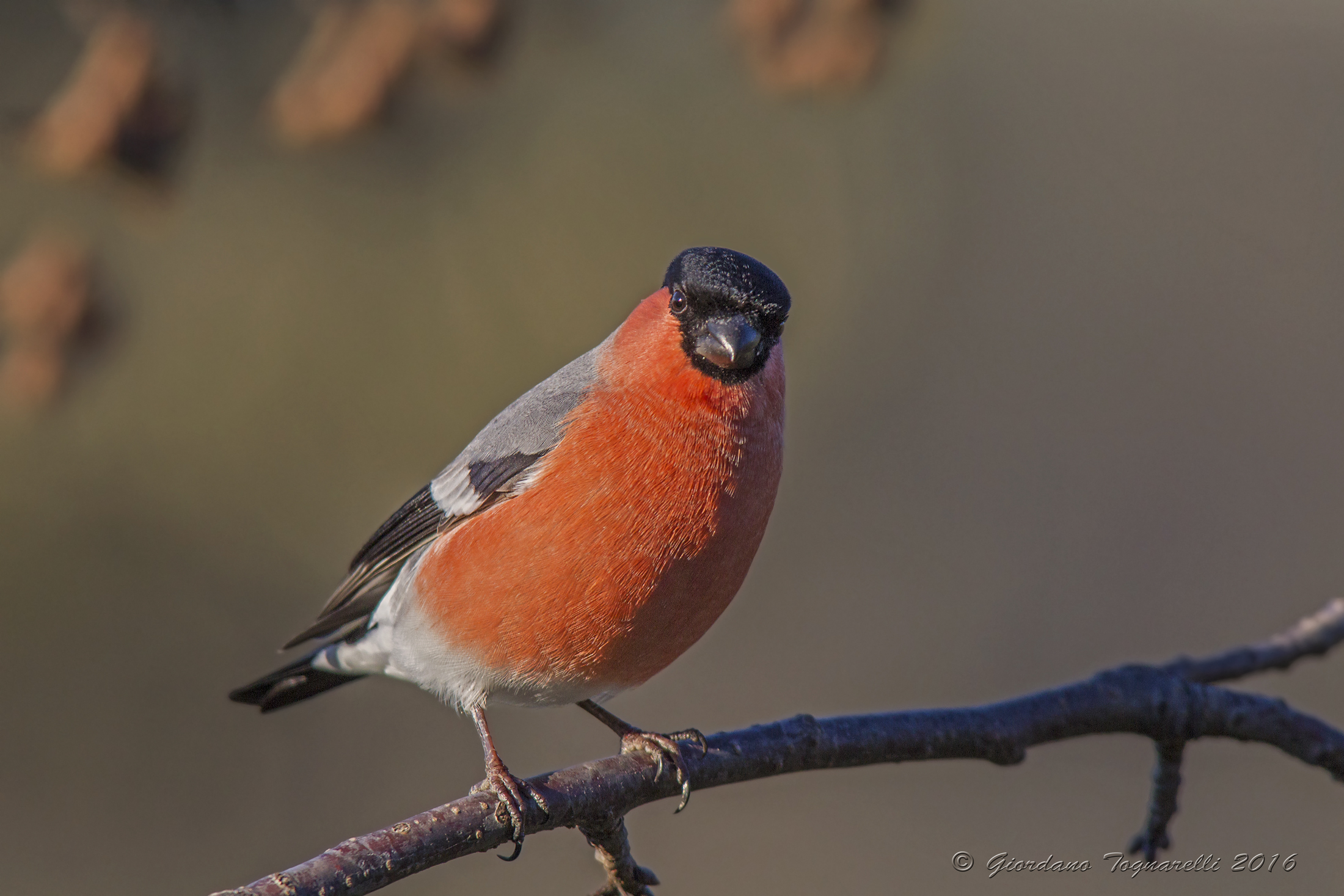bullfinch M