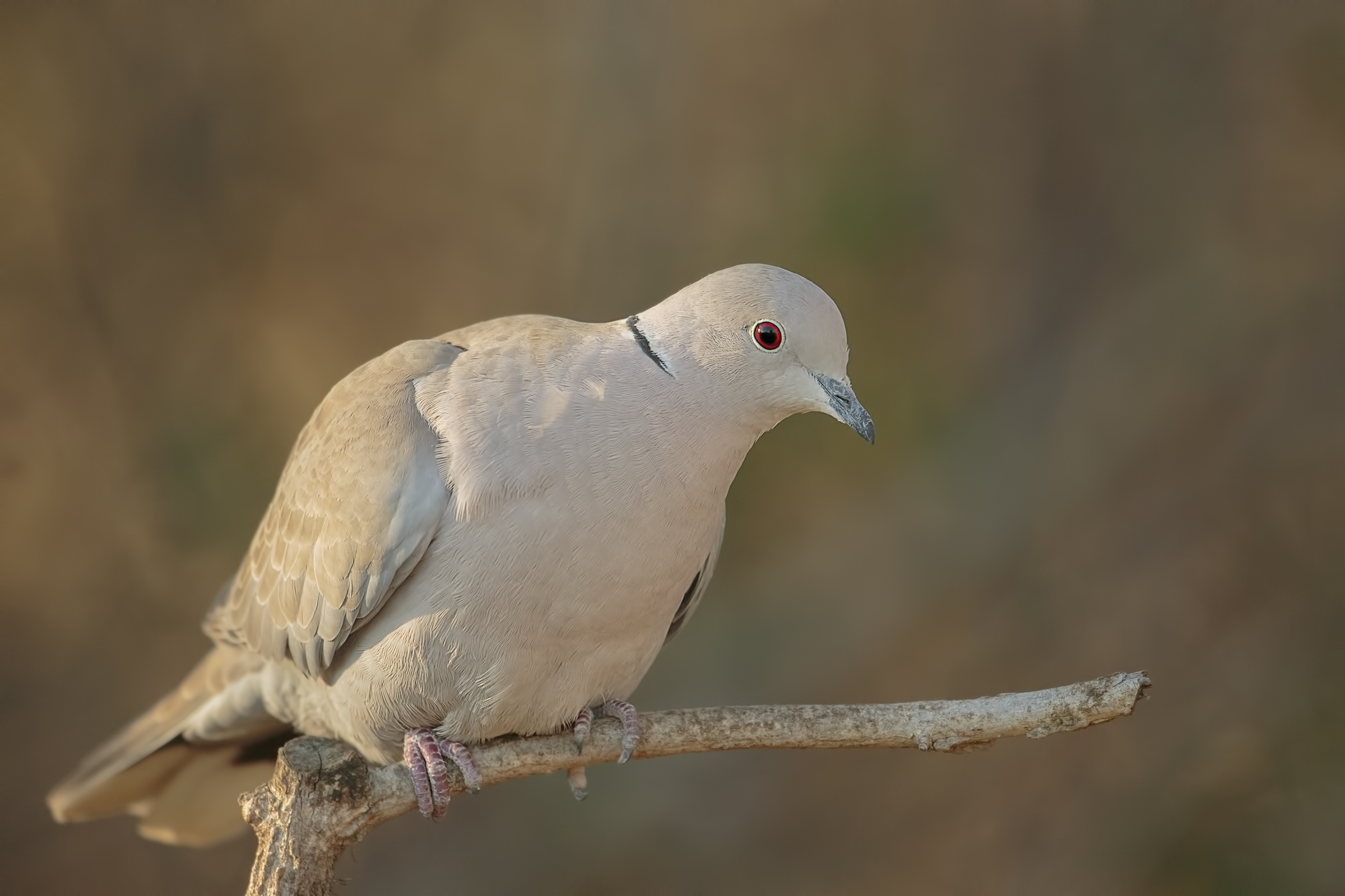 turtledove