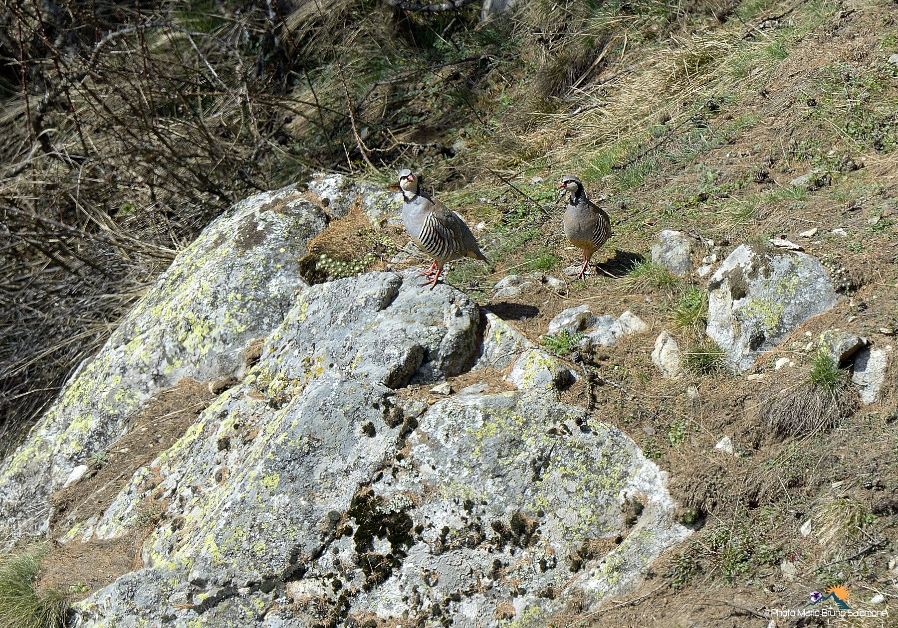 Alectoris graeca saxatilis ,in coppia.