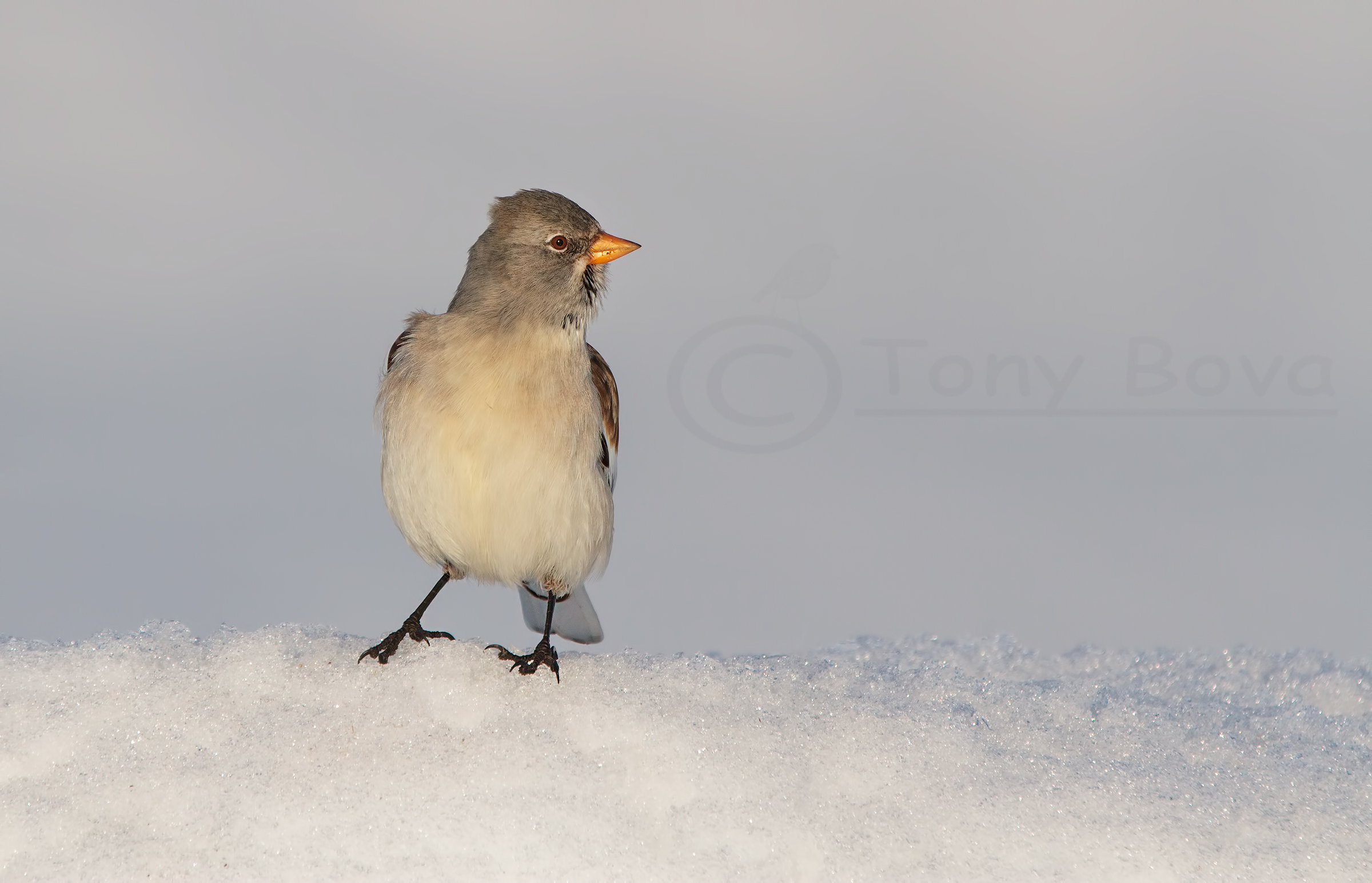 Montifringilla nivalis