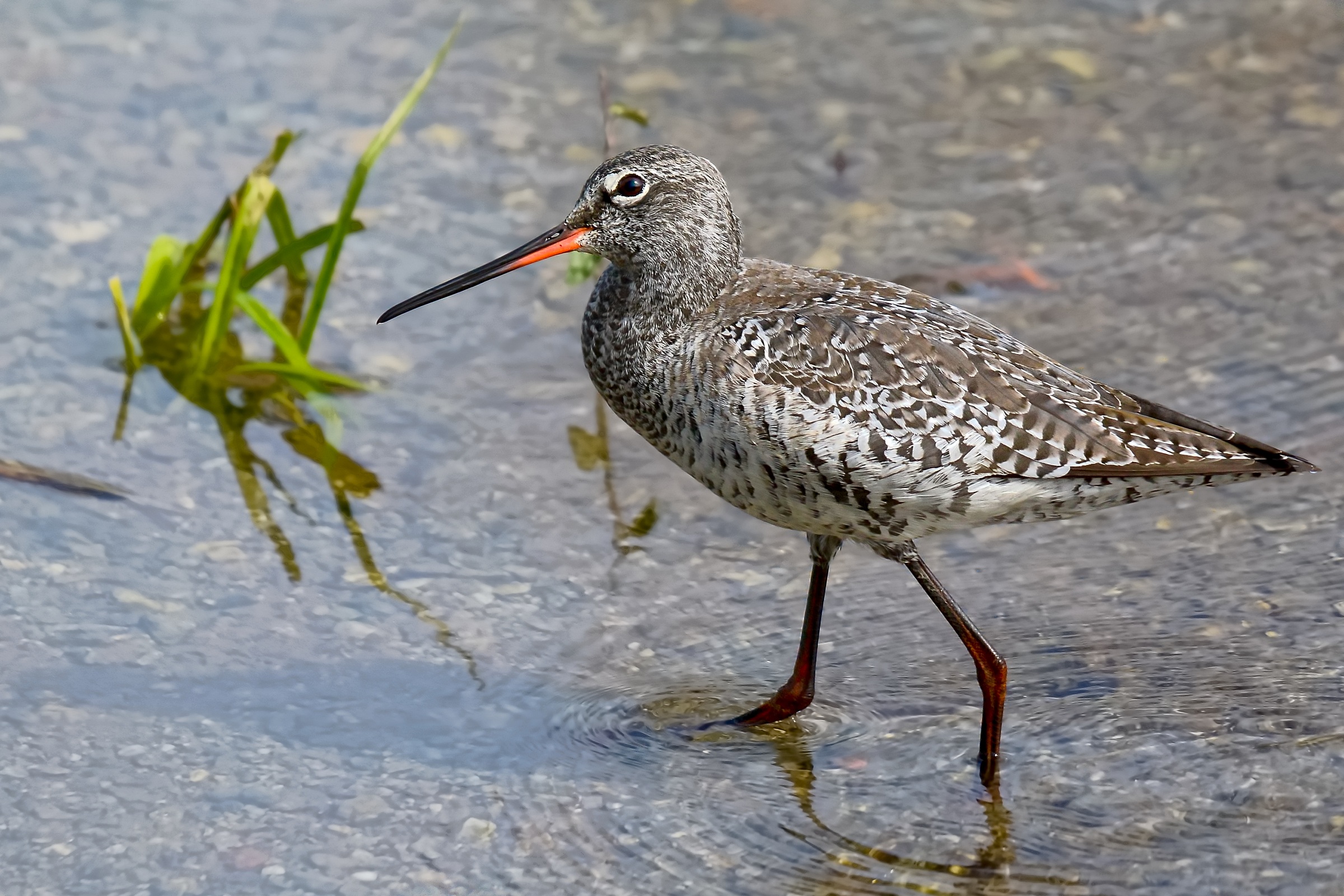 Spotted Redshank
