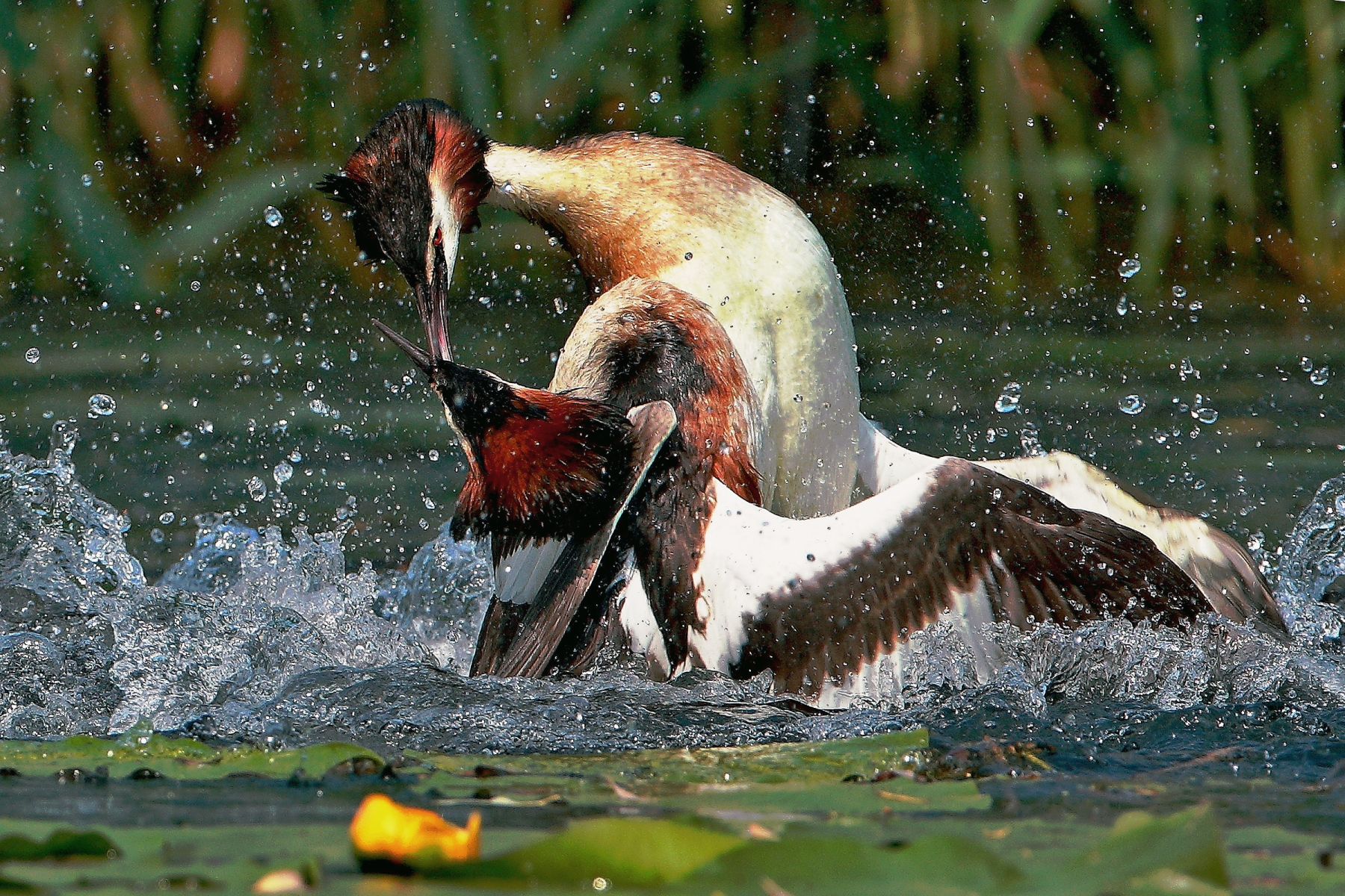 grebes fighting