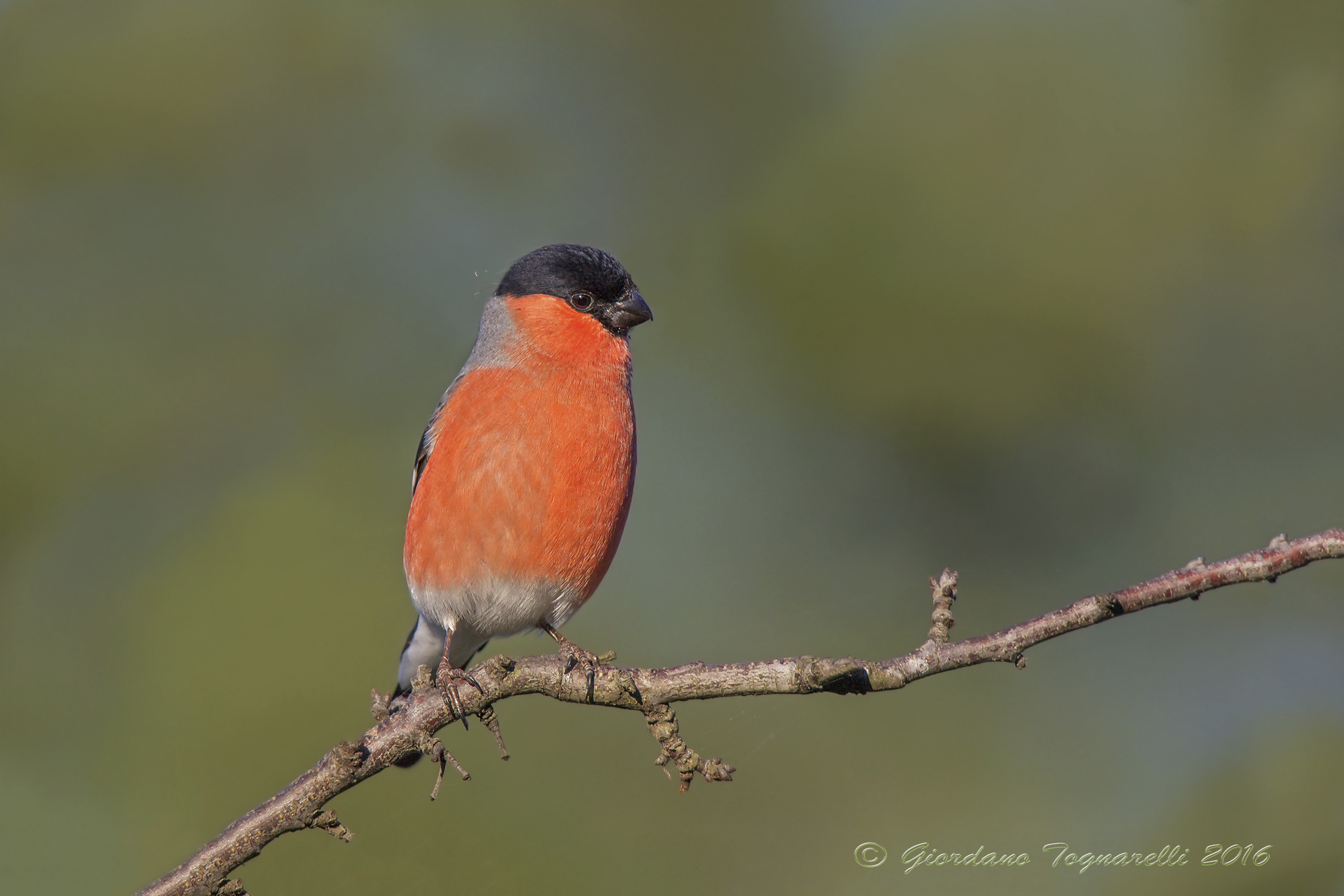 bullfinch M