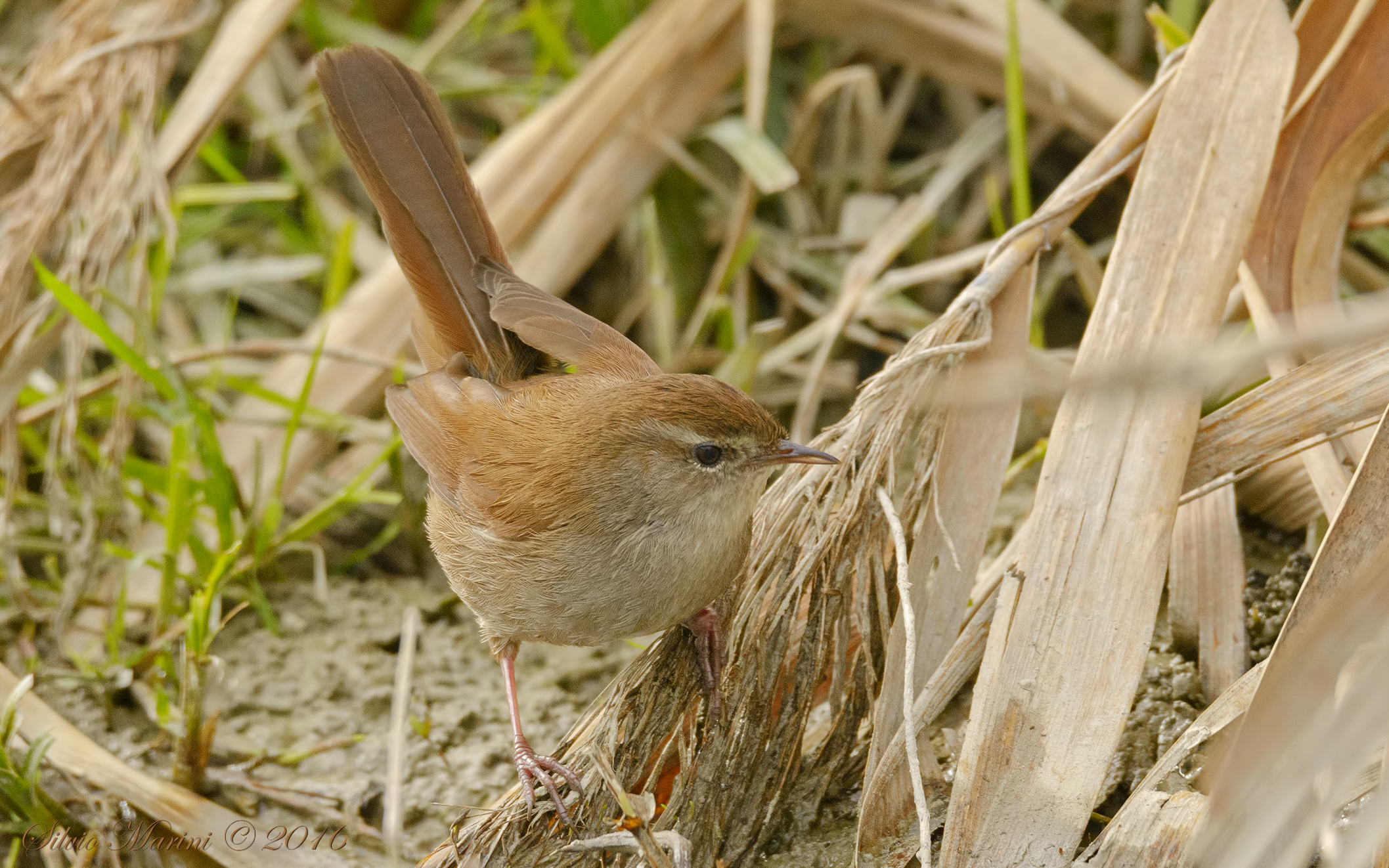 Cetti's warbler (Cettia concepts)
