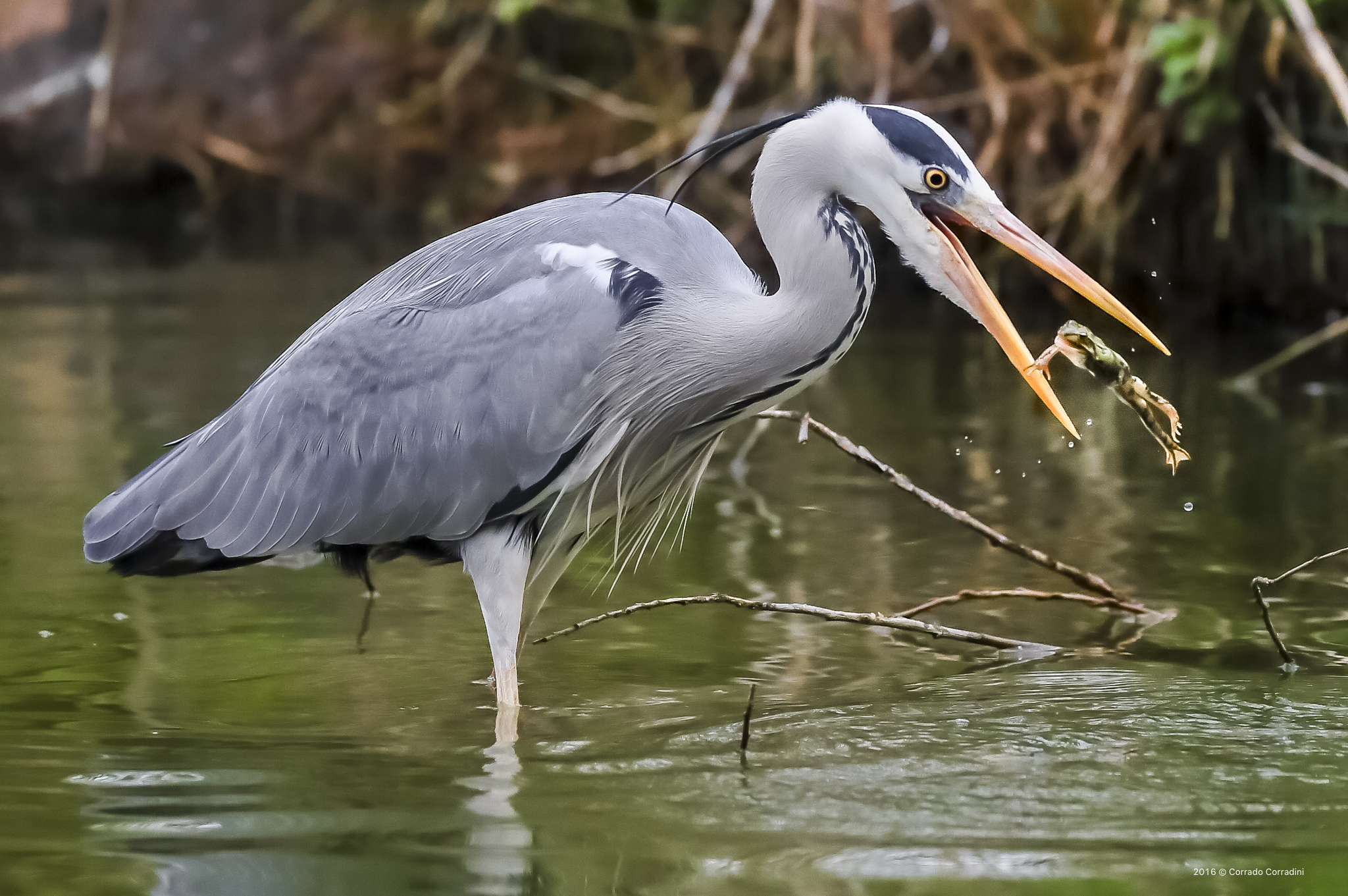 Heron and frog