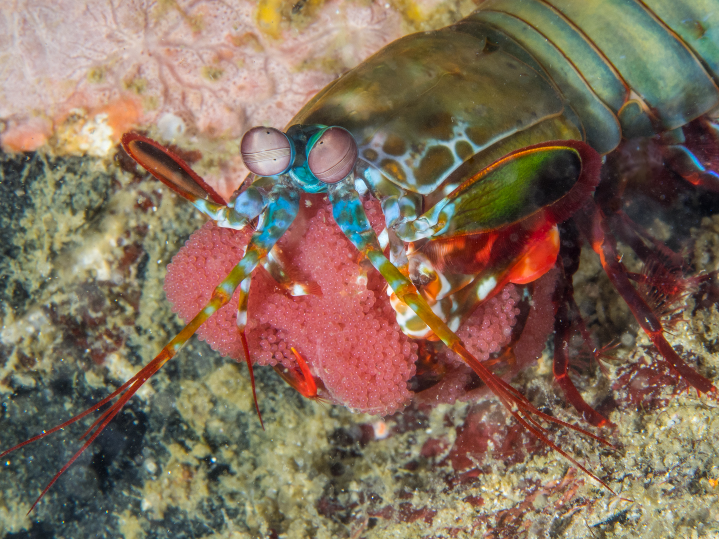 Mantis Shrimp