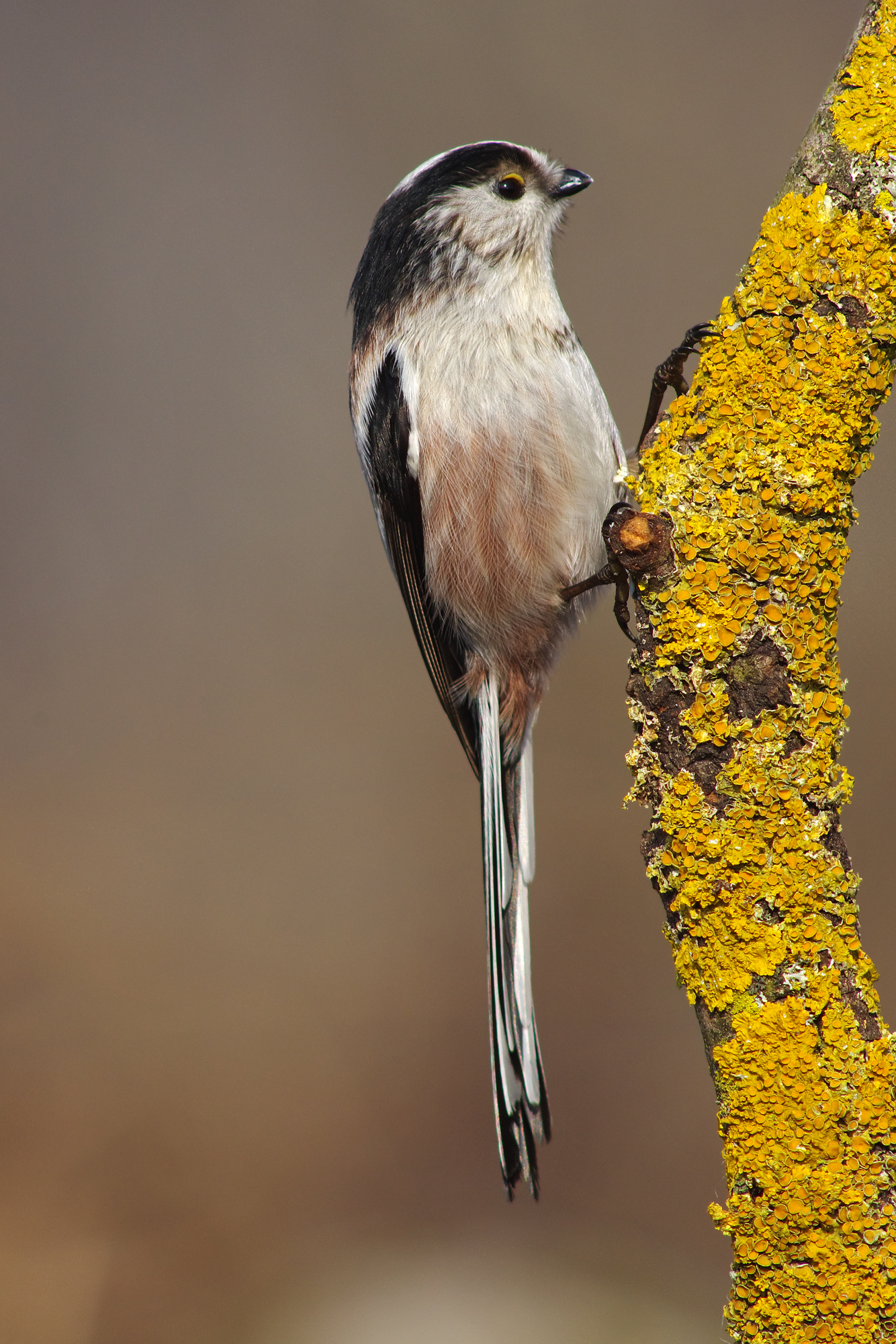 Long-tailed Tit