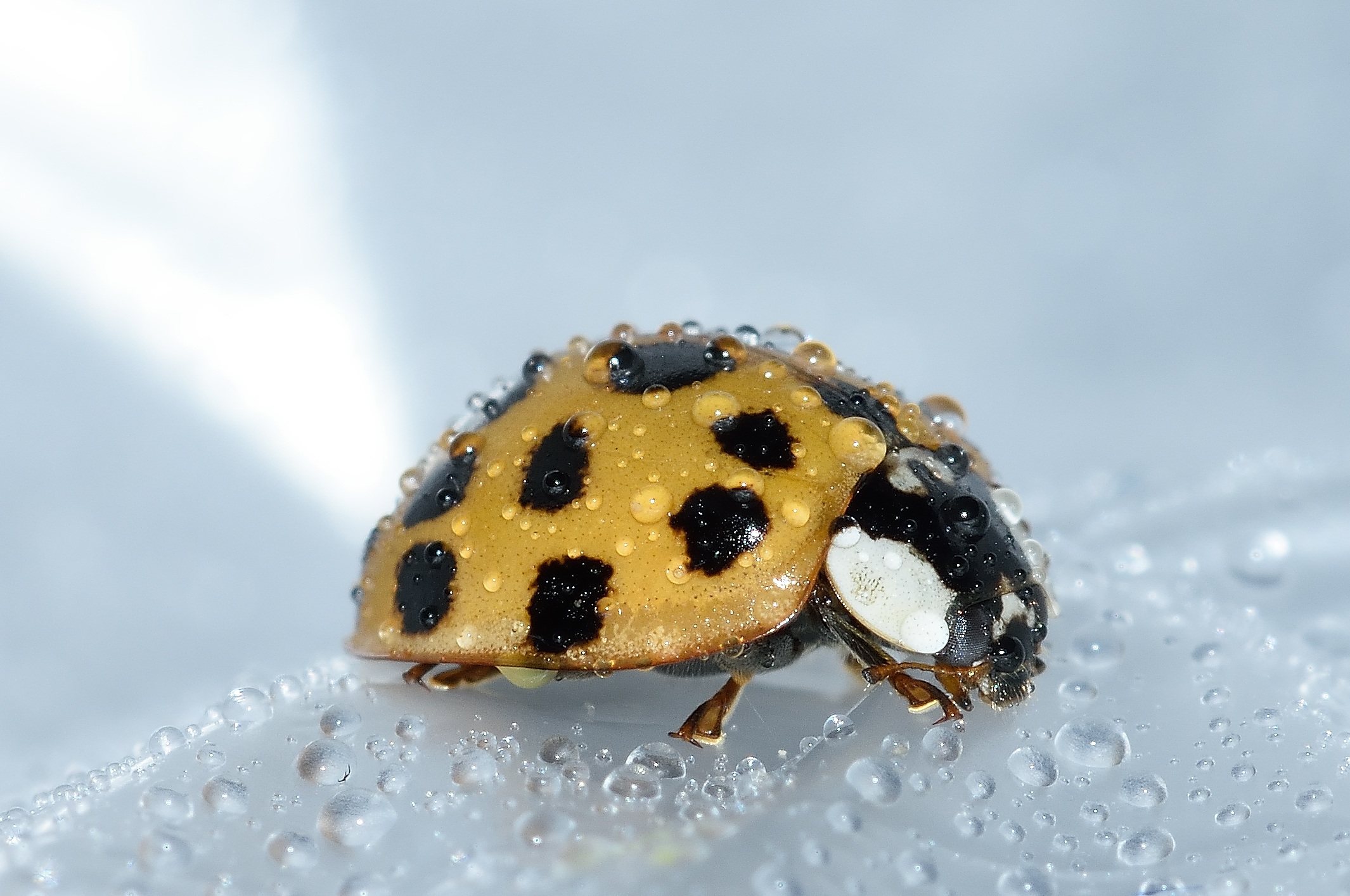 Ladybug