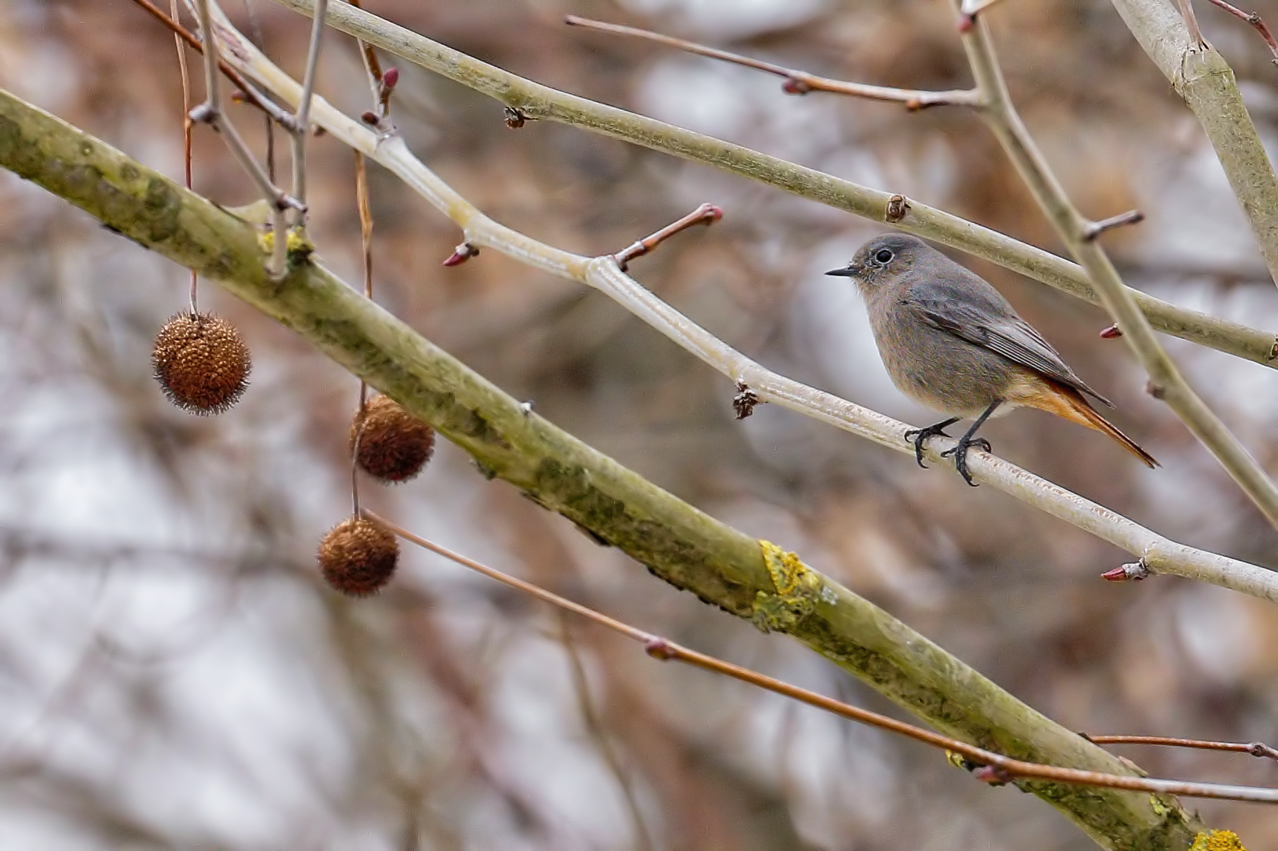 Codirosso Spazzacamino