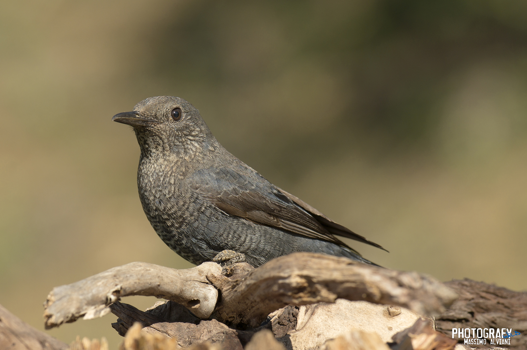 Passero solitario - Monticola solitariu