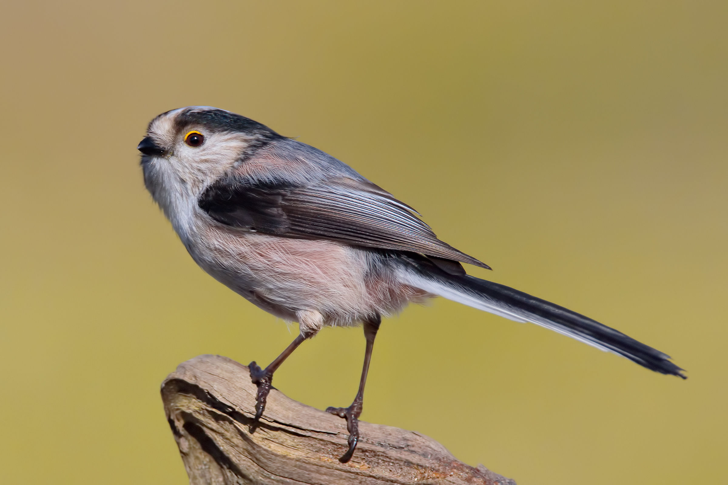Long-tailed Tit (Aegithalos caudatus)