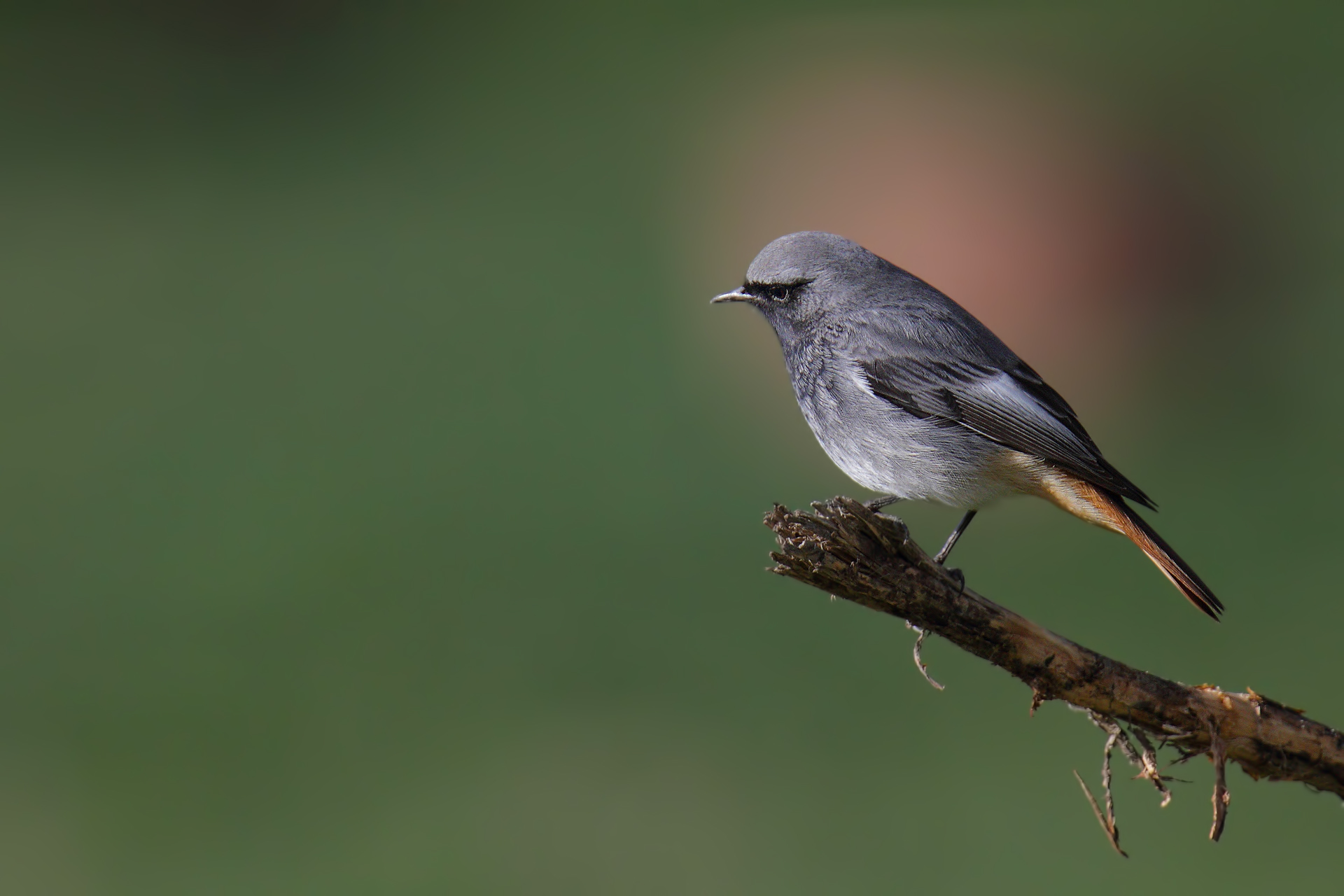 Phoenicurus ochruros (M)