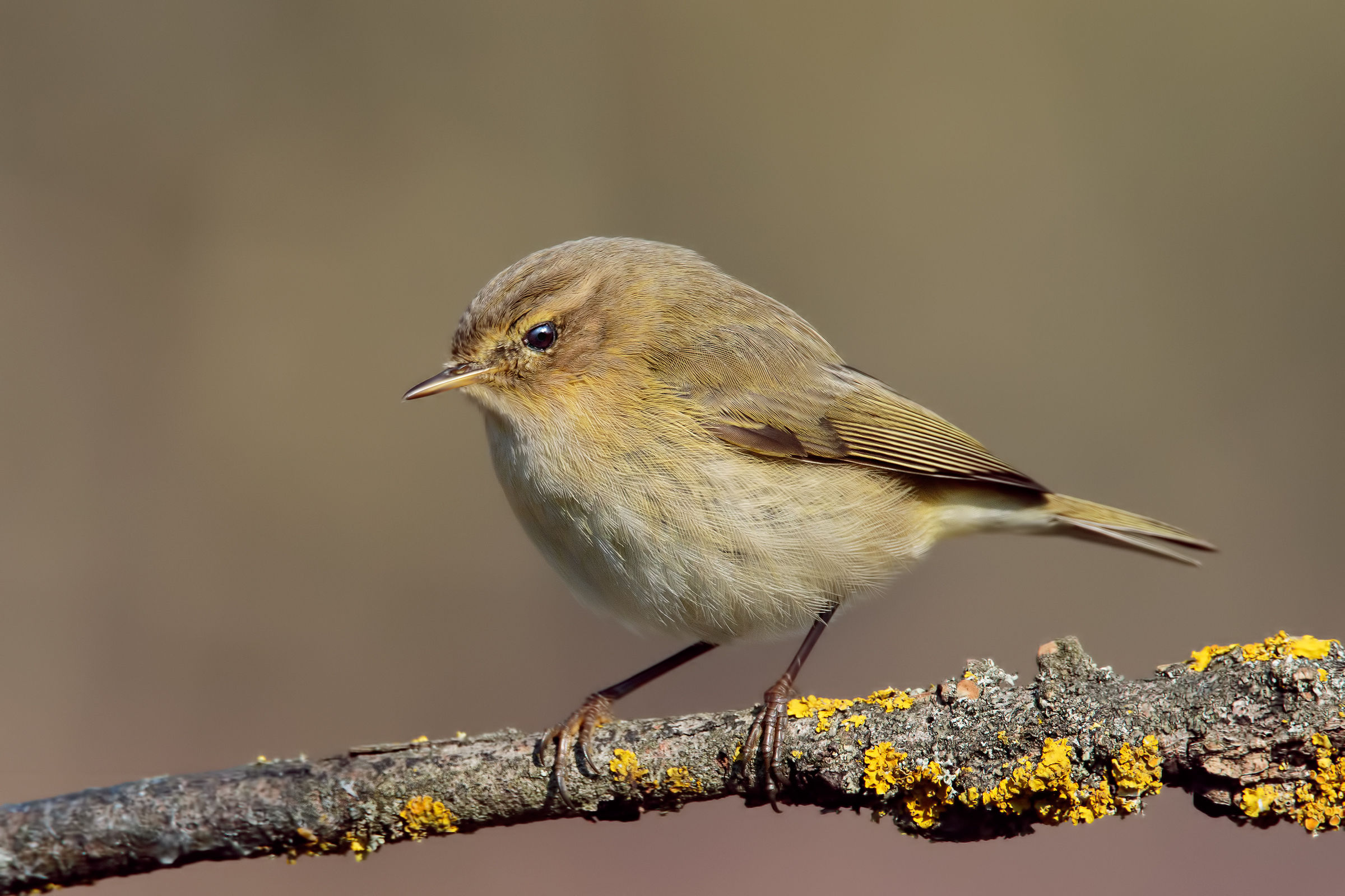 Chiffchaff (Phylloscopus collybita)