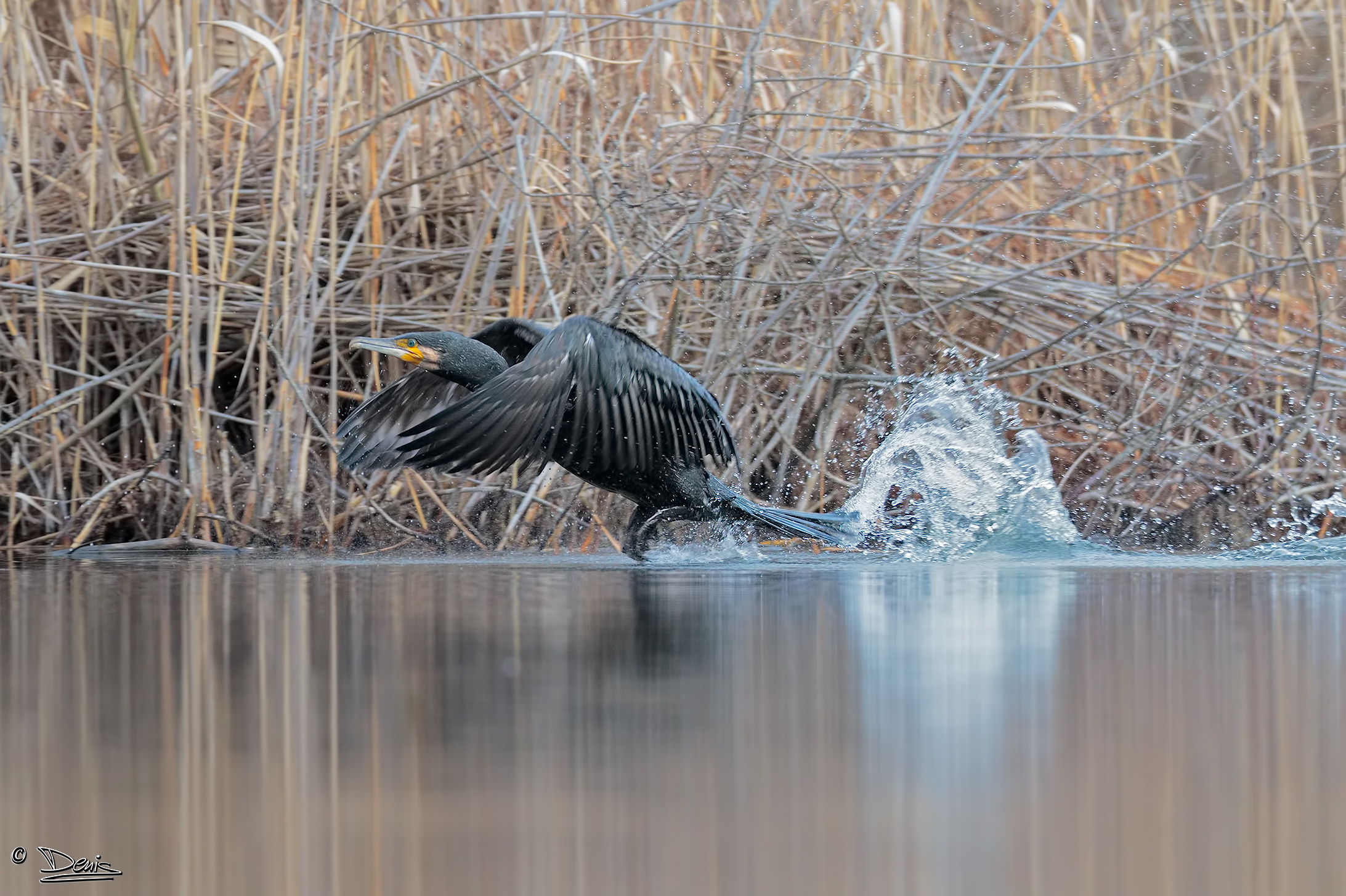 the detachment of the Cormorant