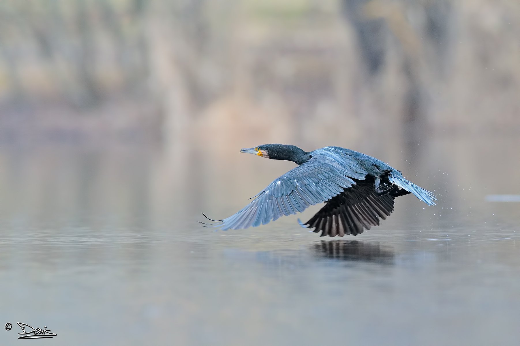 Cormorants in flight
