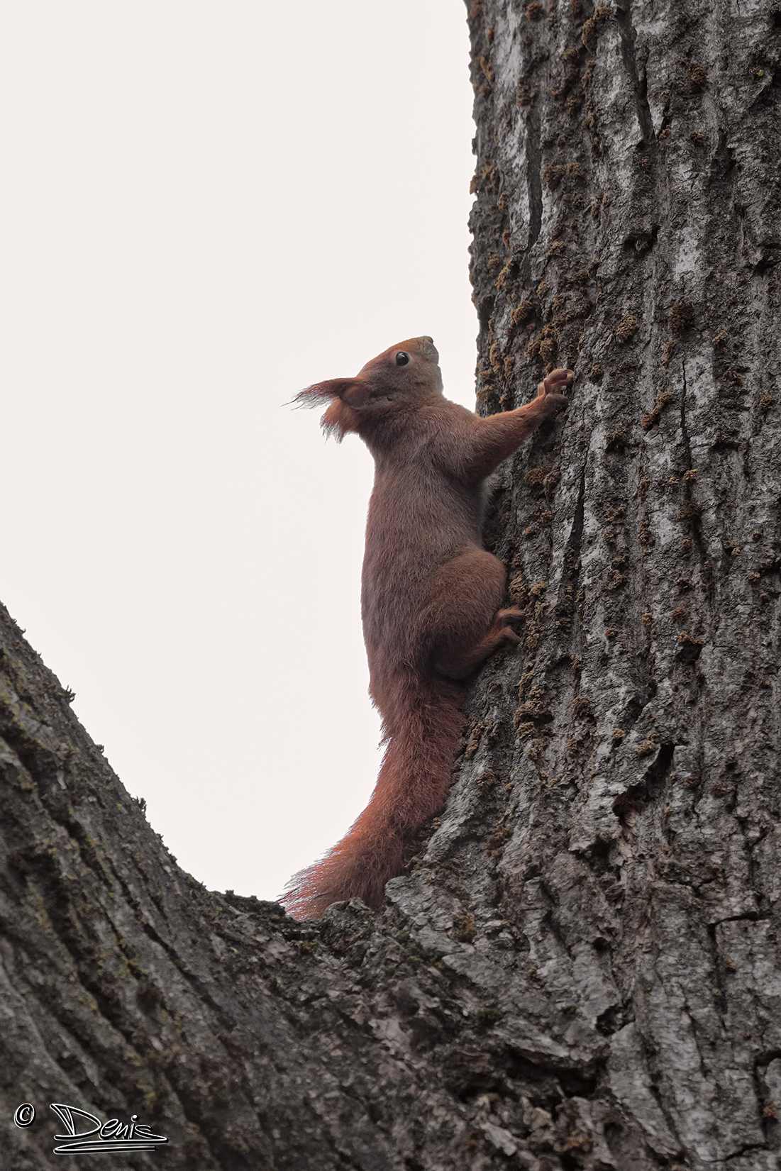 Common red squirrel. Shooting in net against the light.