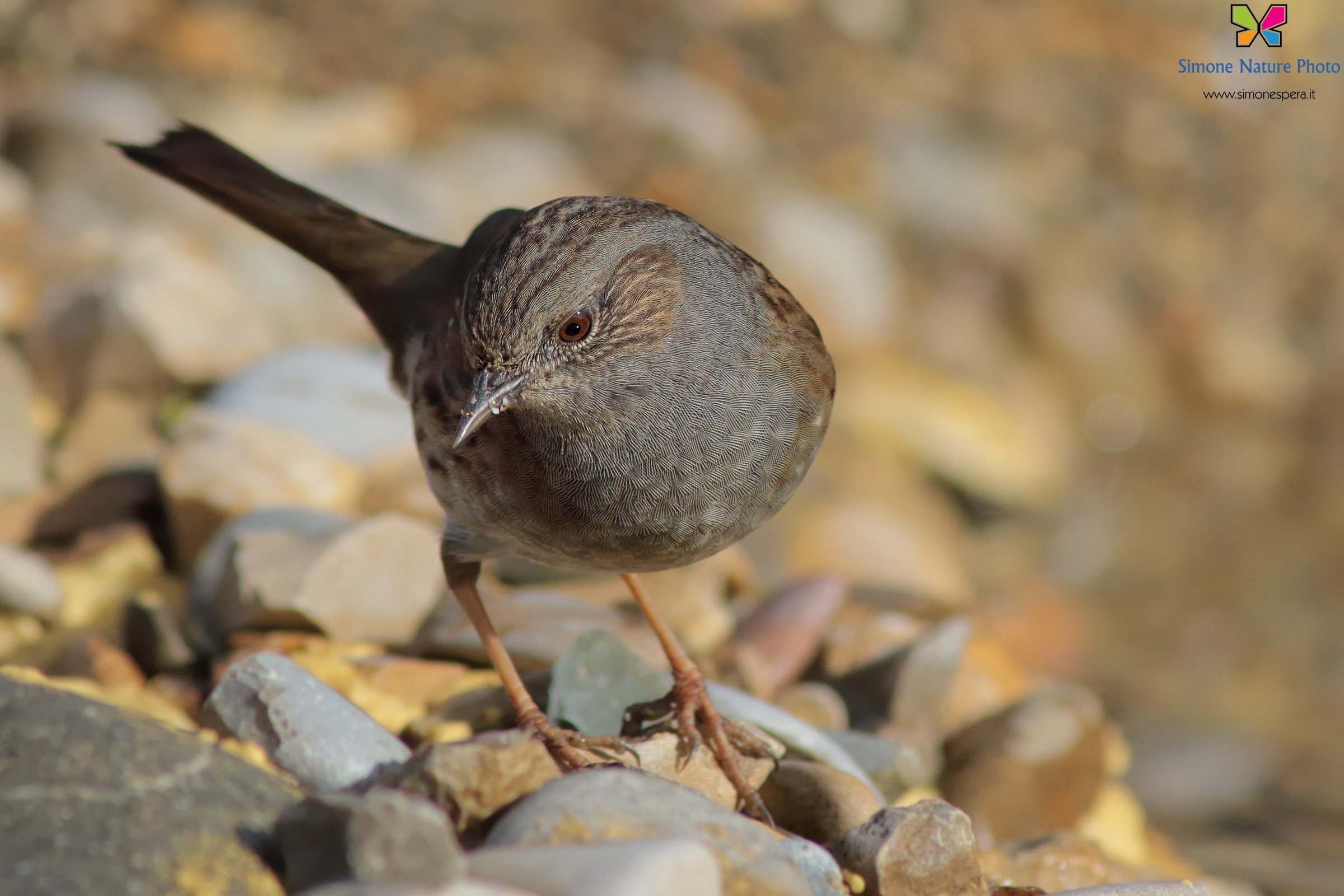 Passera scopaiola....